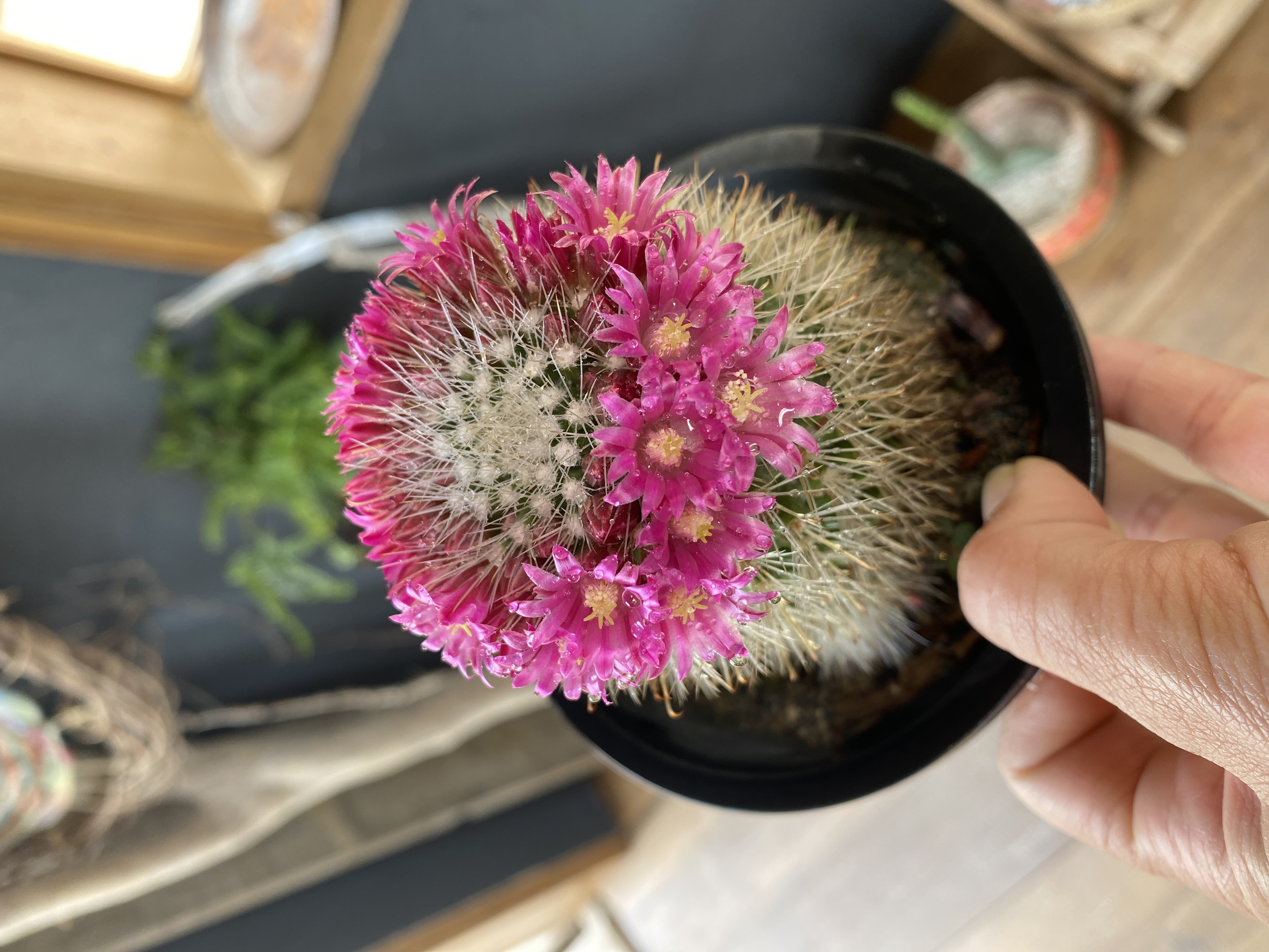 サボテンの花