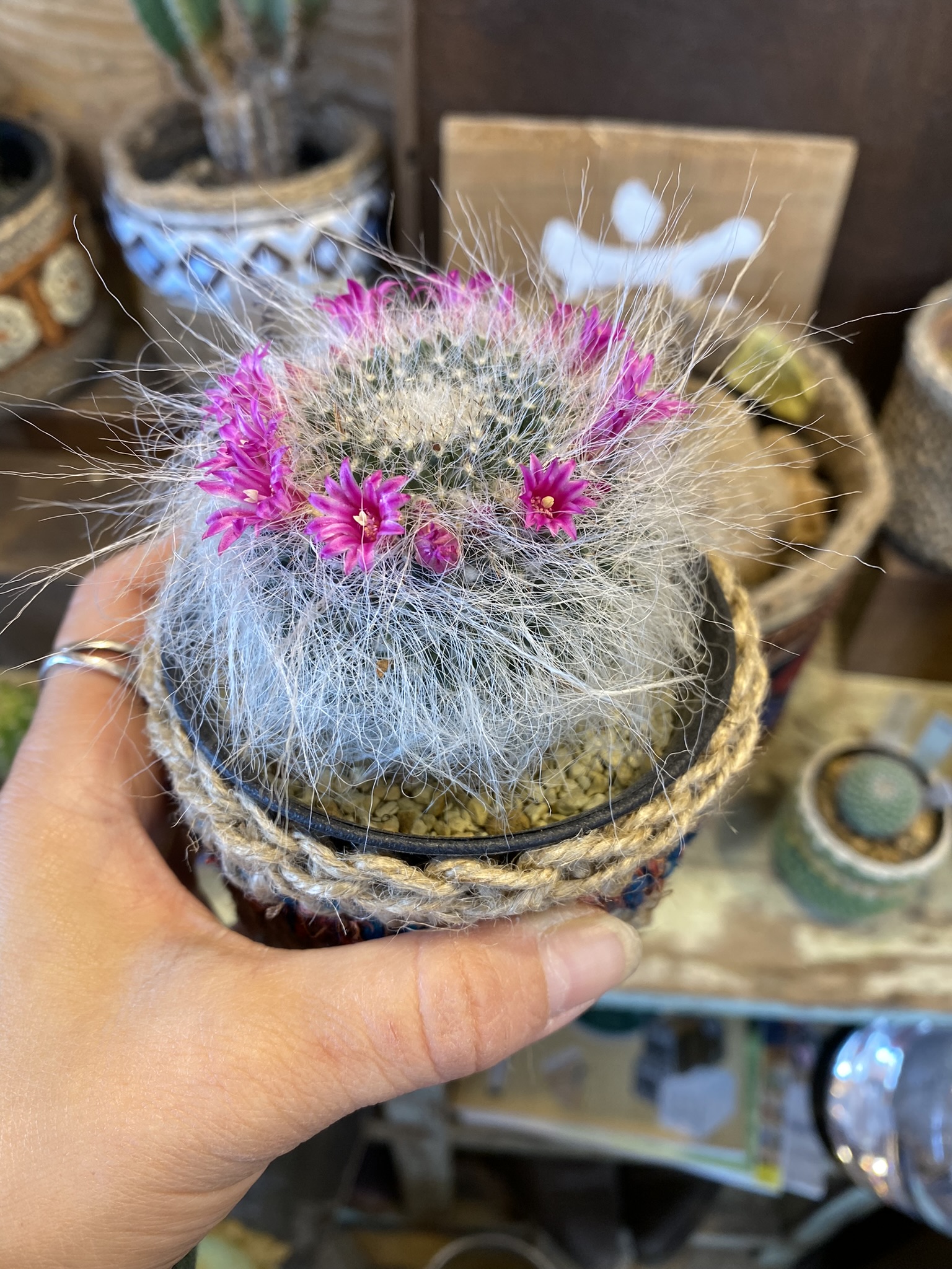 サボテンの花