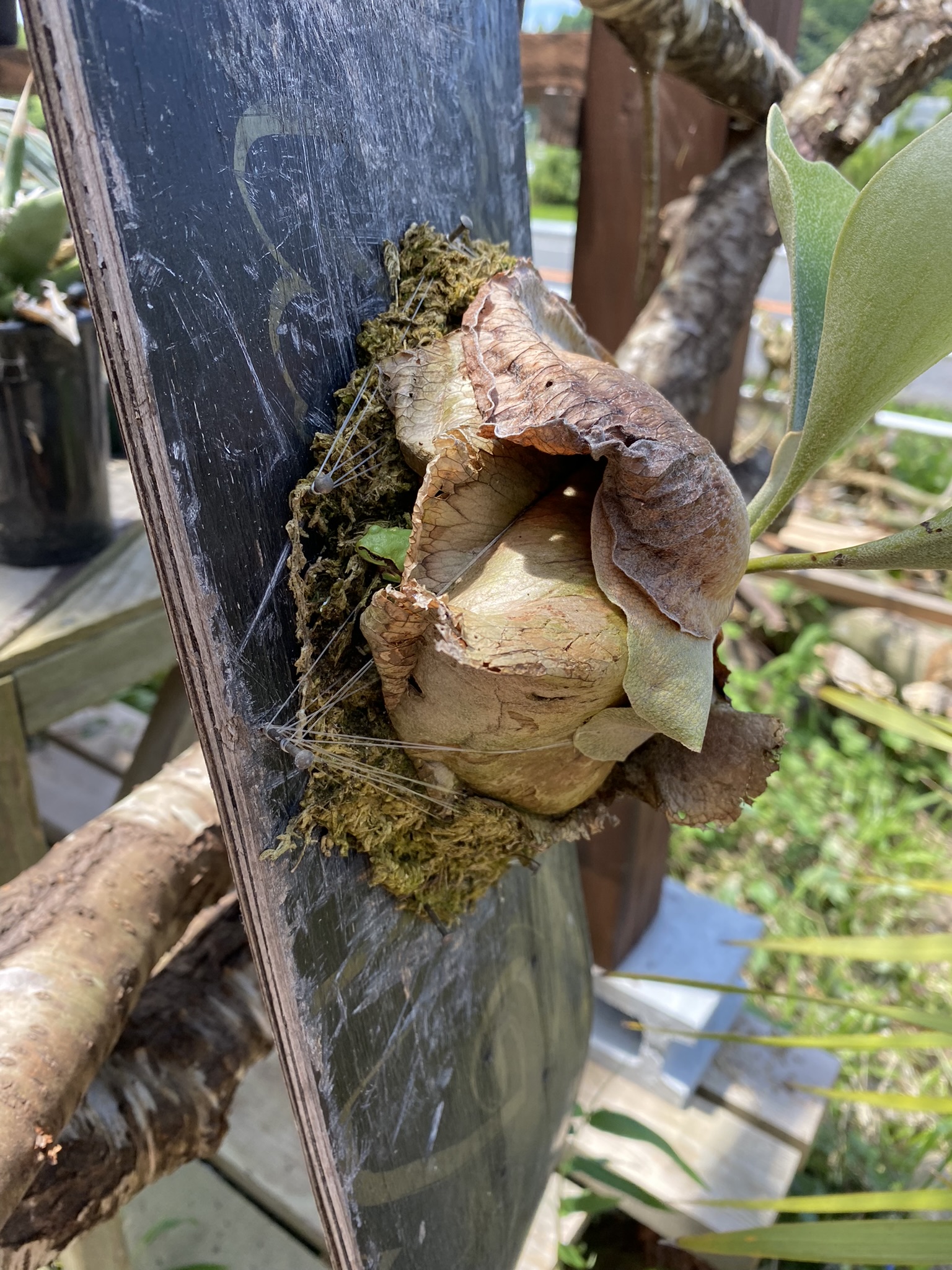 ビカクシダのお家