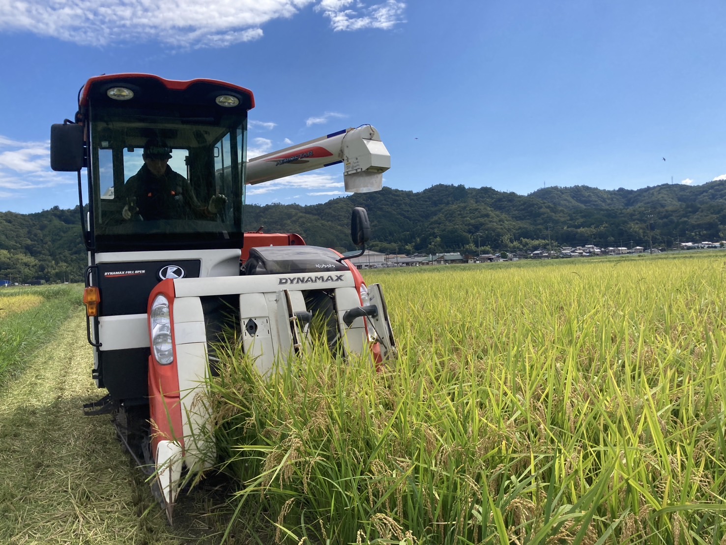 稲刈り2024　スタートしました