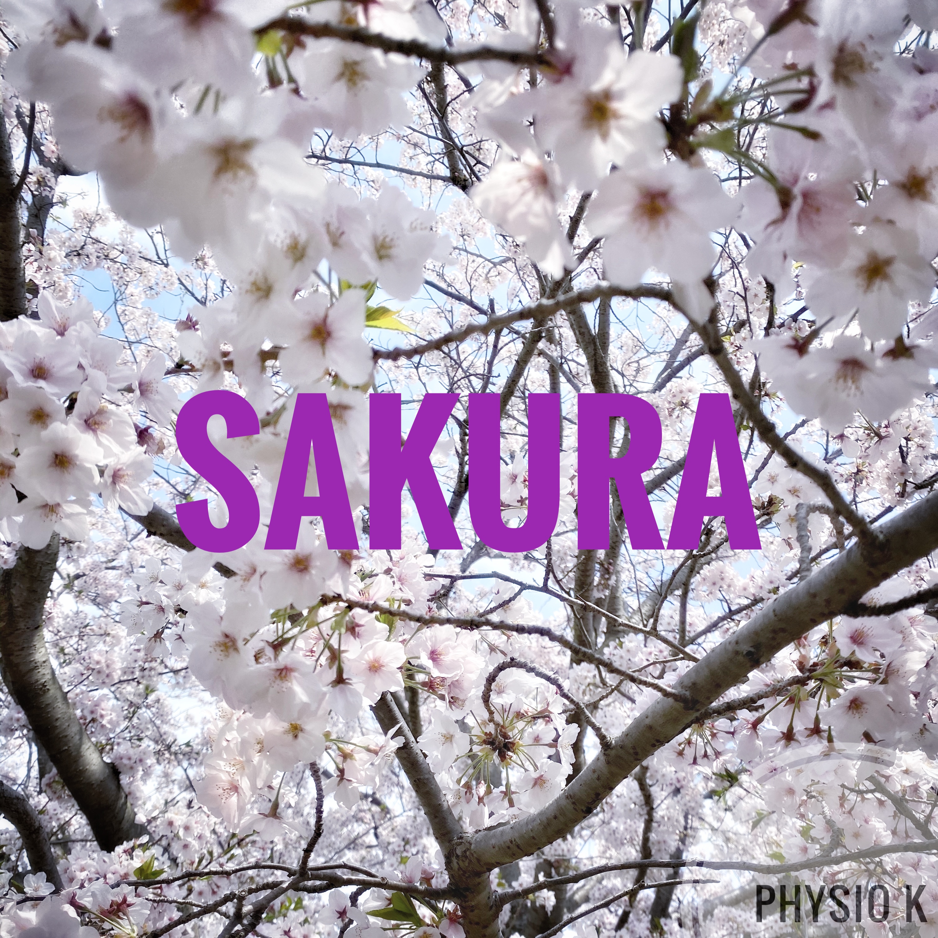 SAKURA