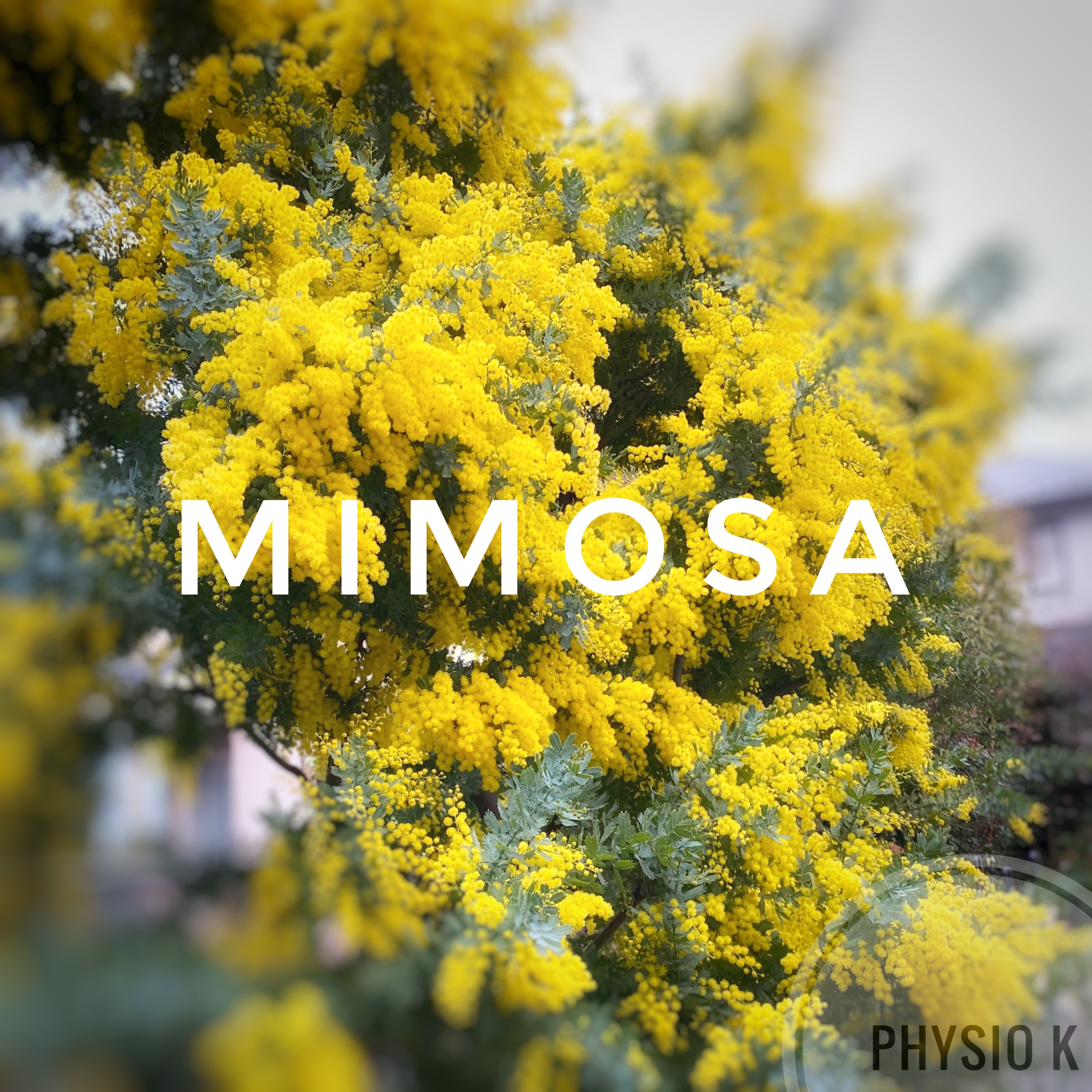 MIMOSA