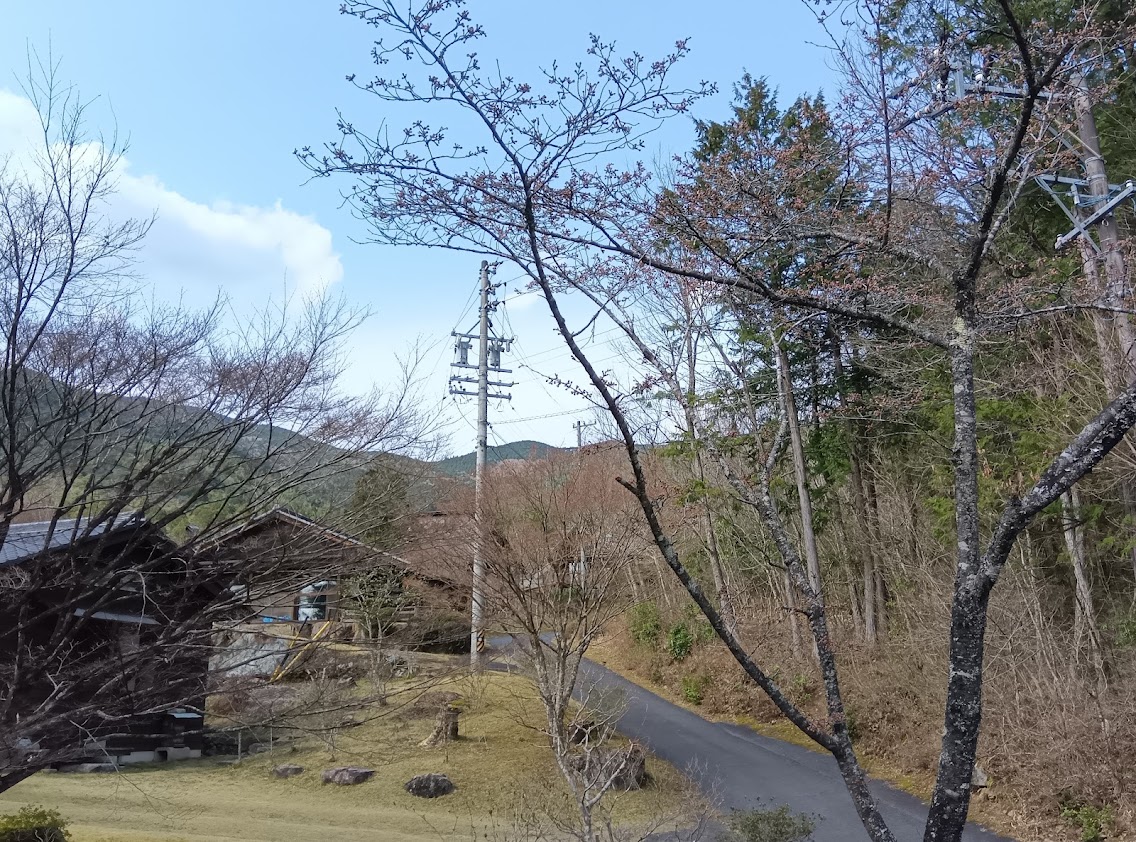 サクラが咲きました♪