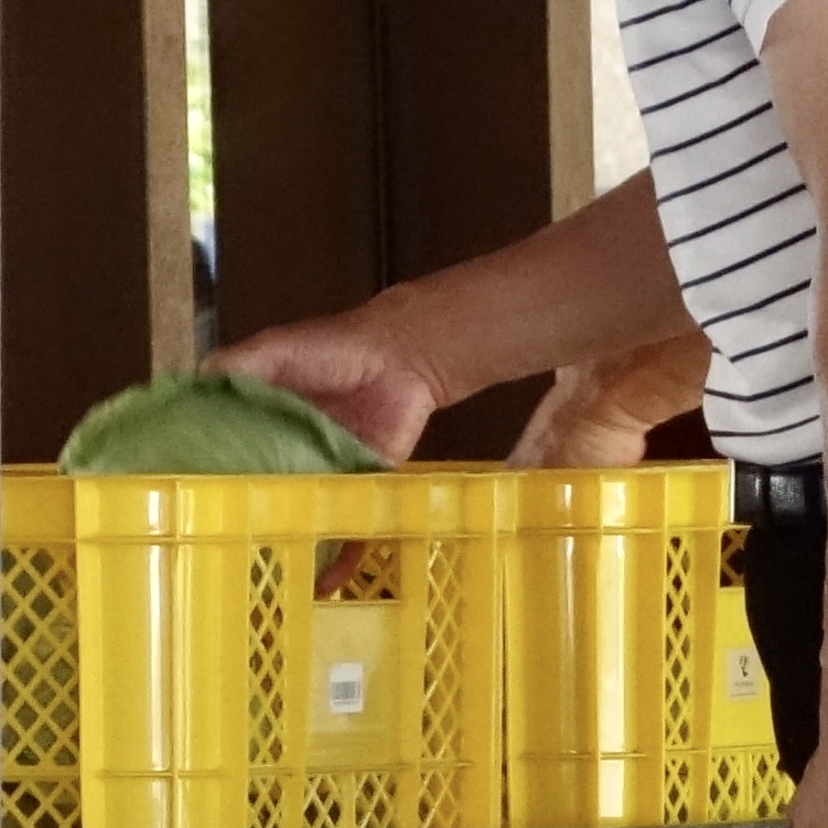 レスキューキャベツ