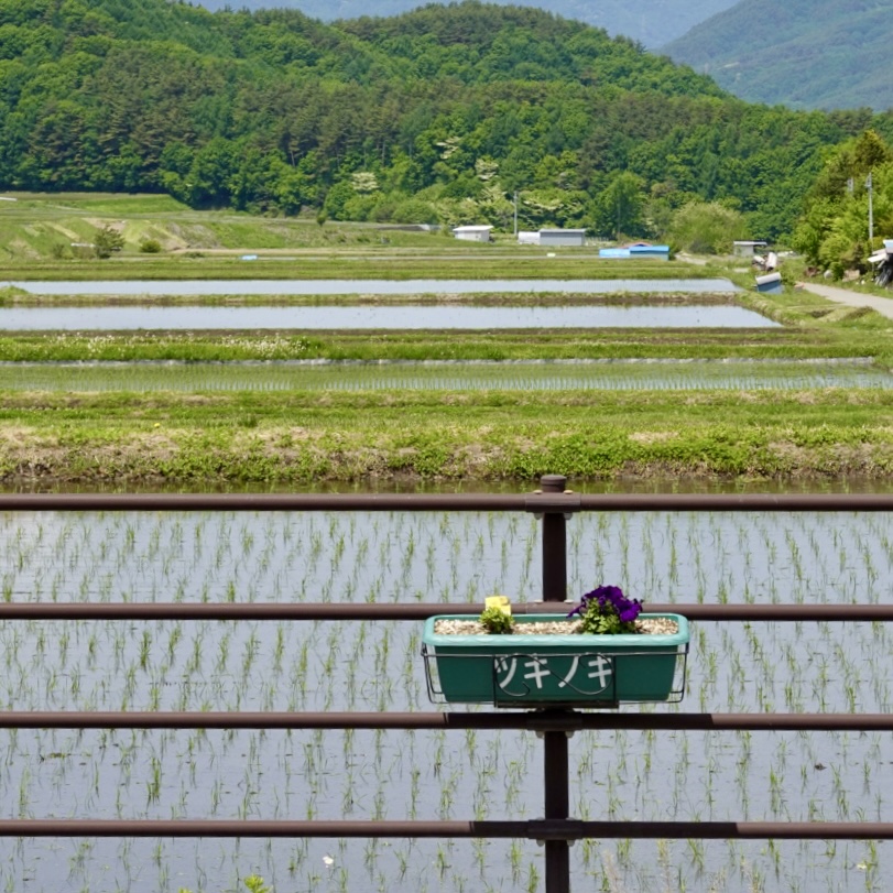 沿道の柵を花壇に