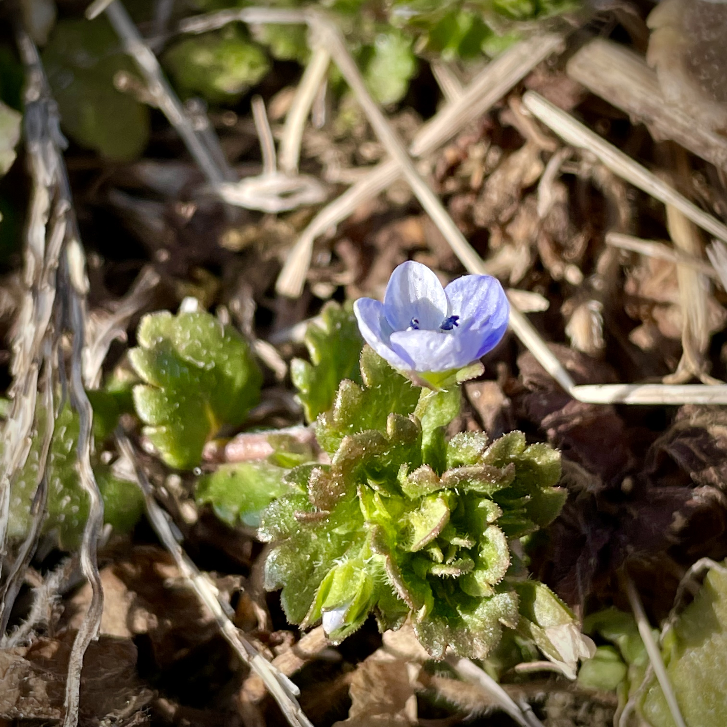 春ニ番目に咲くお花