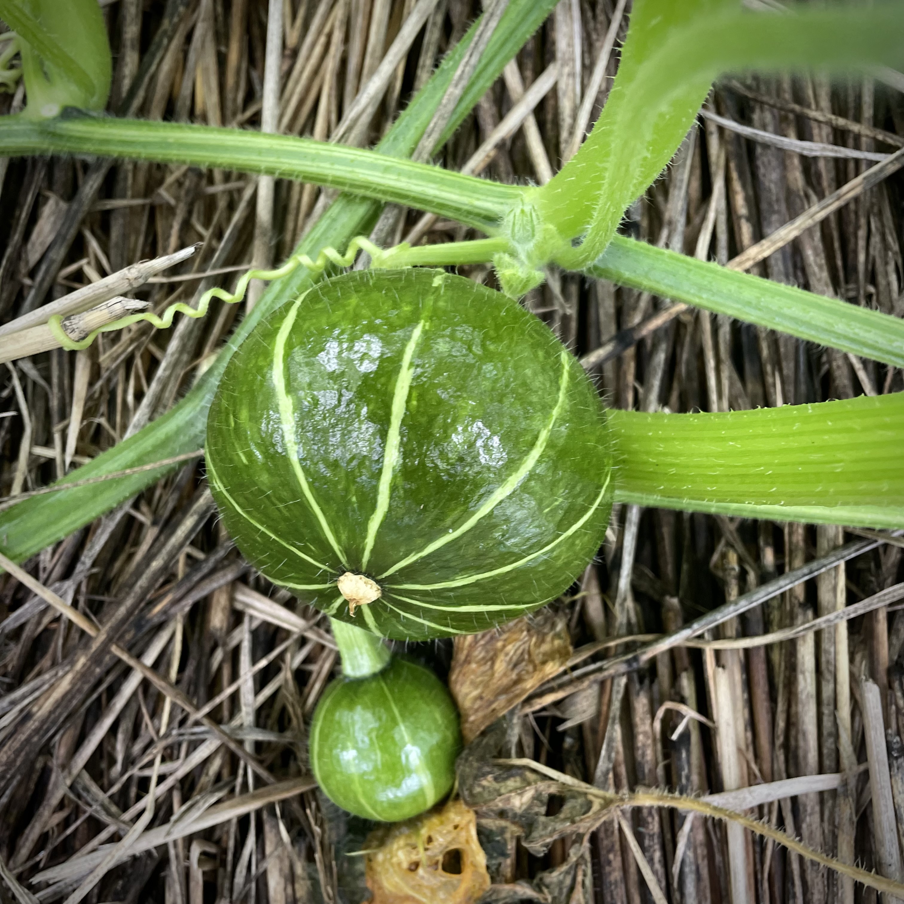 畑の野菜もぐんぐん成長