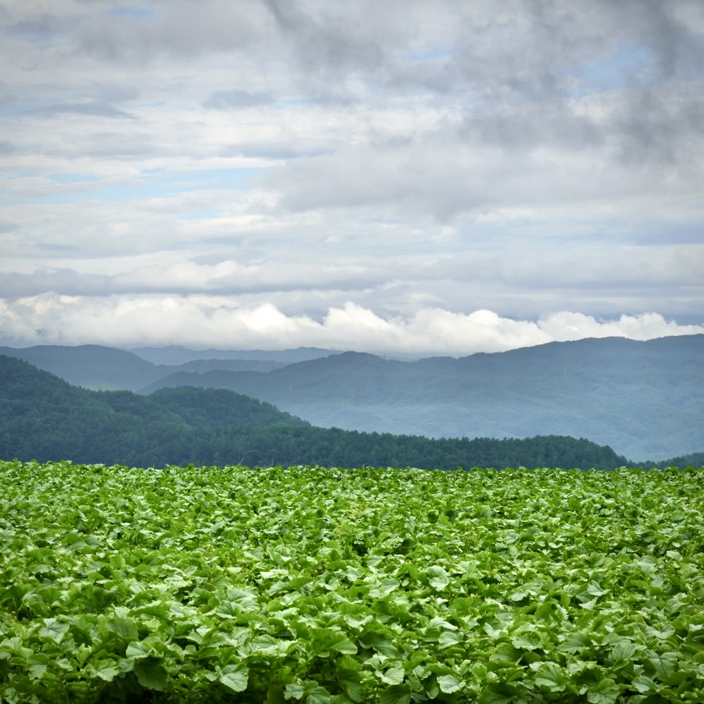 槻木野菜の土曜市