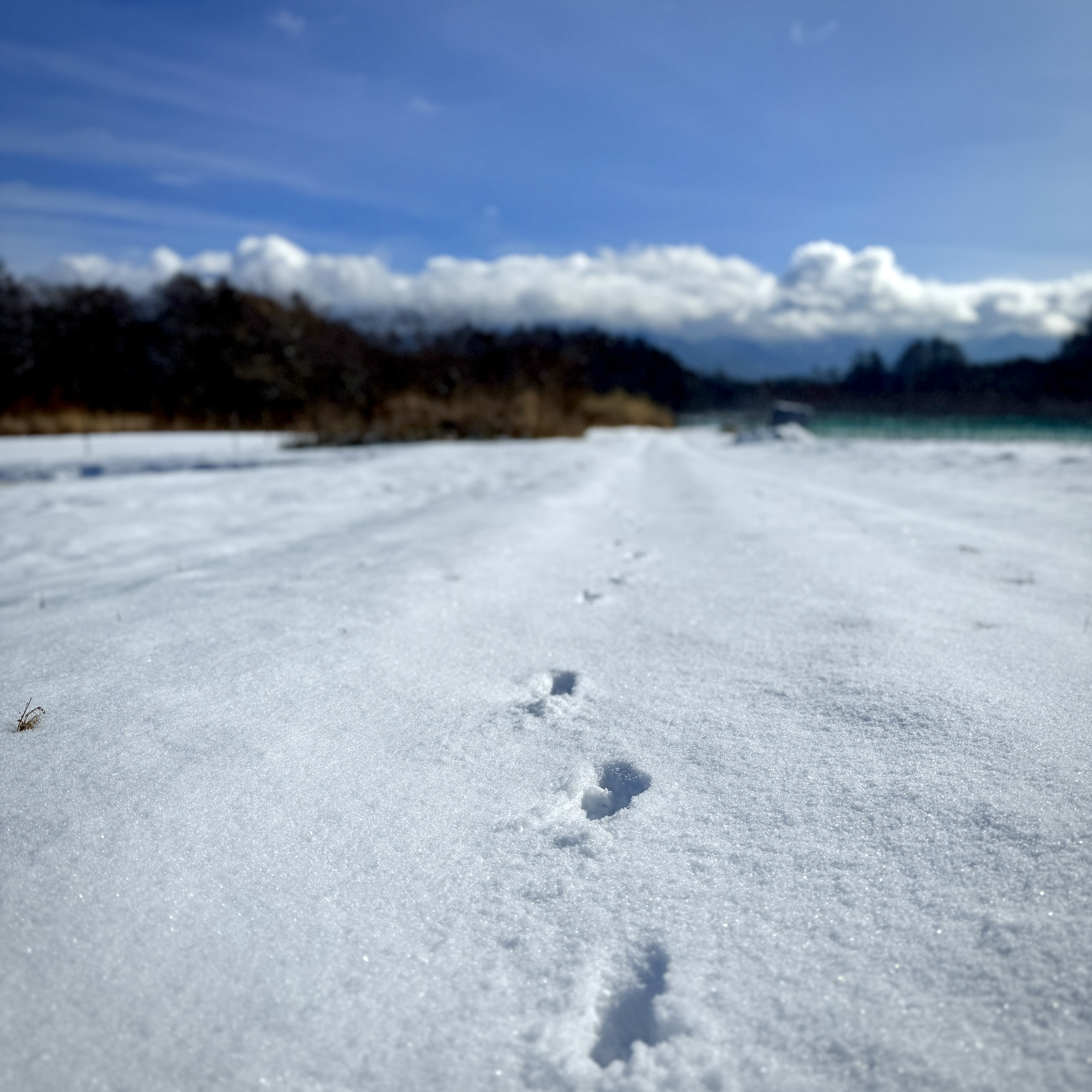 野生の軌跡
