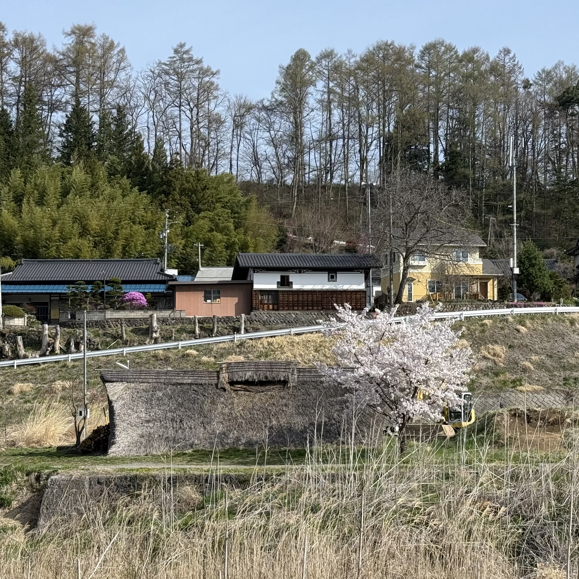 桜が満開