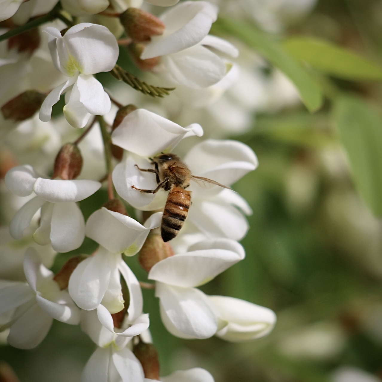 アカシアの花が満開