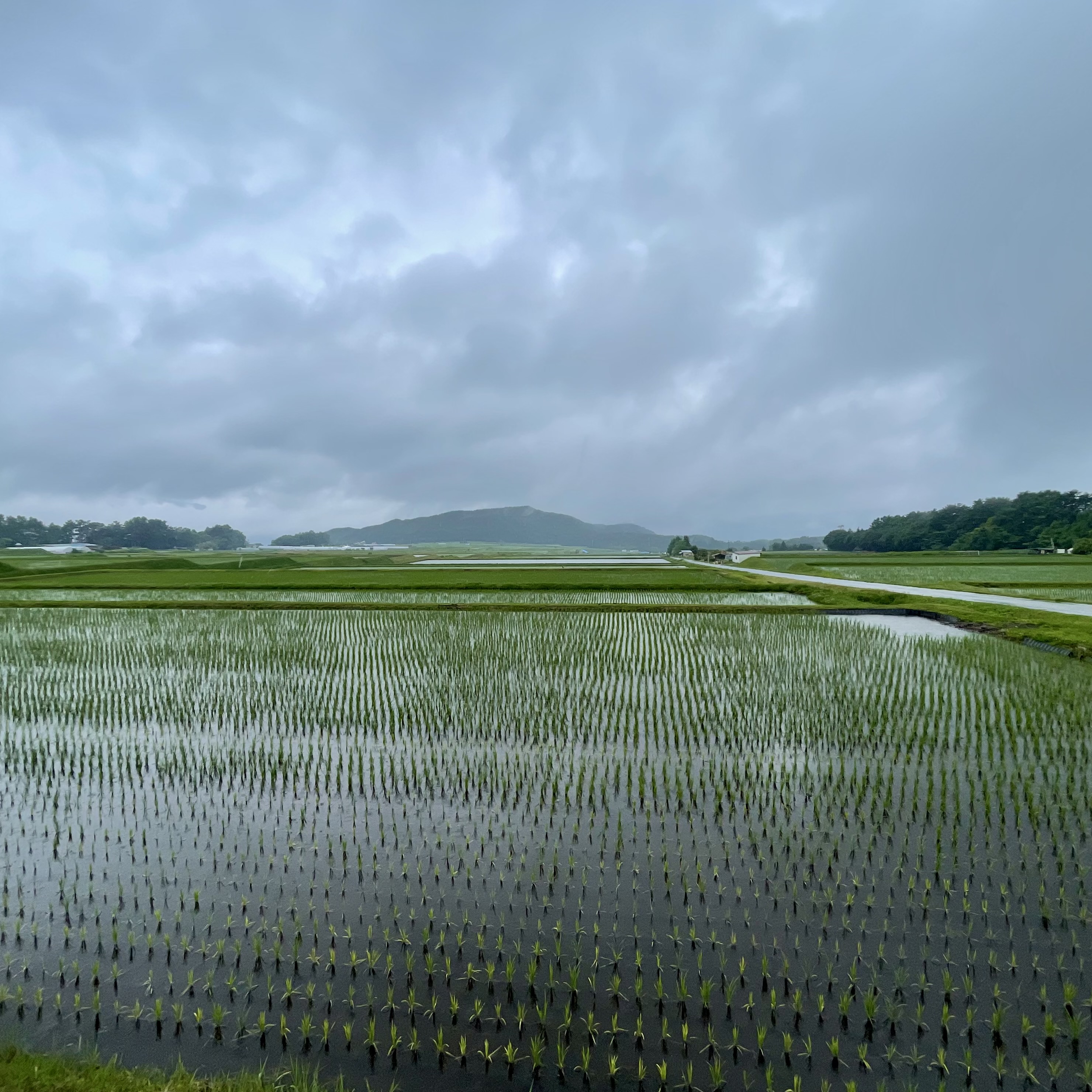 雨の波紋が広がる田んぼ