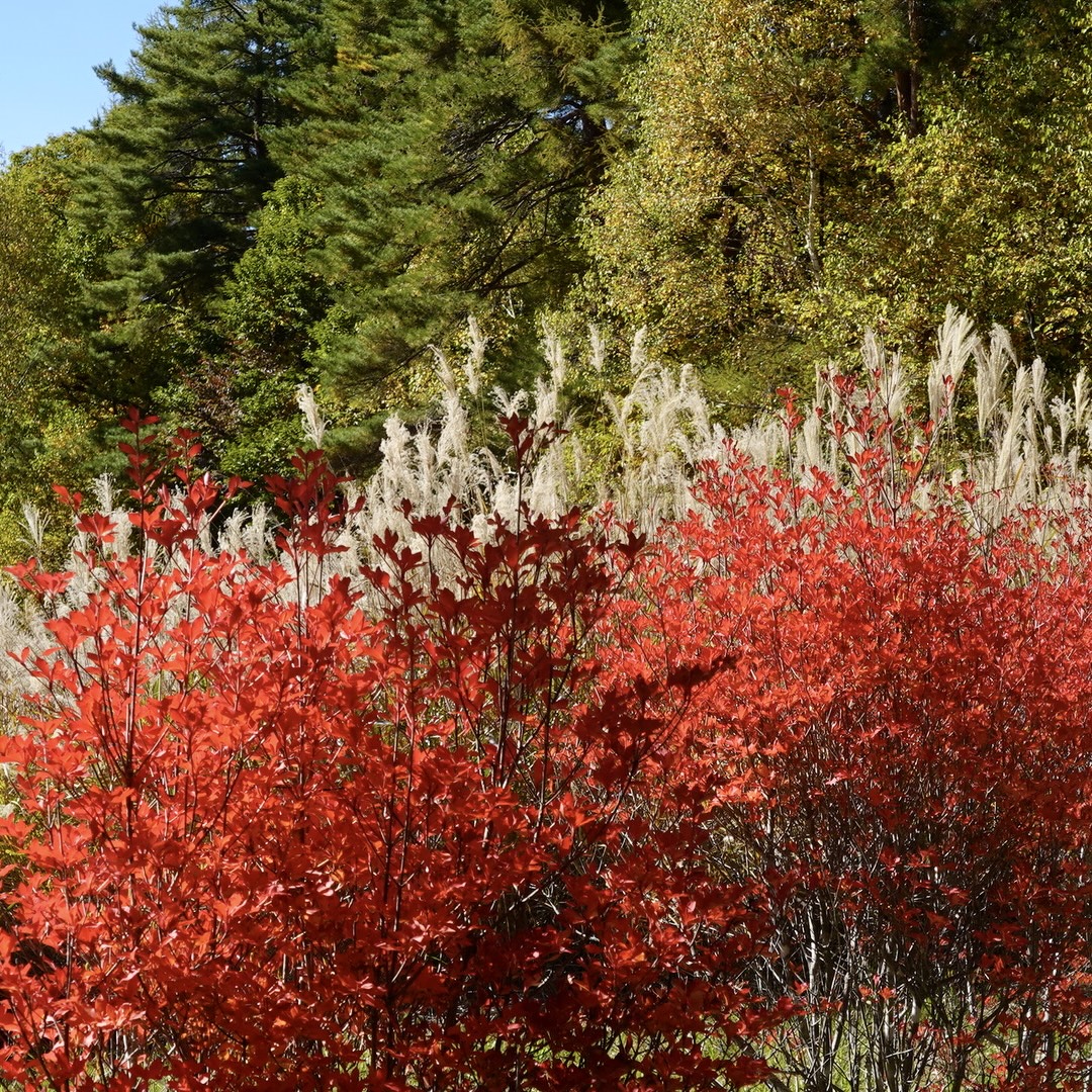 紅葉が進んでいます