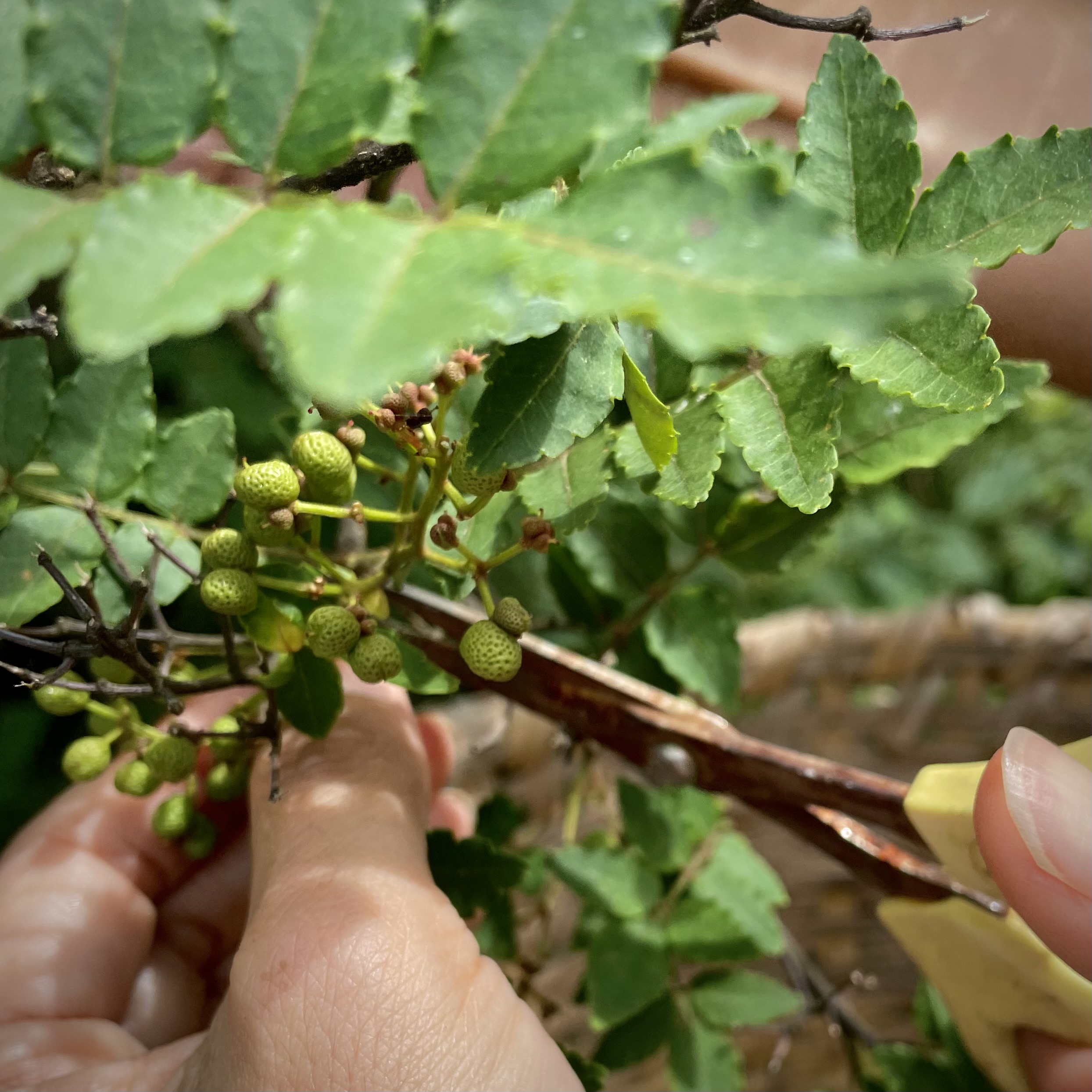 山椒と虹色野菜の物々交換