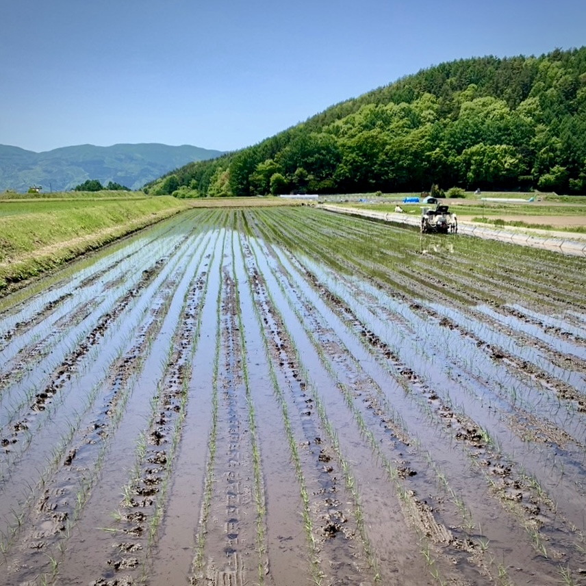 稲のライン