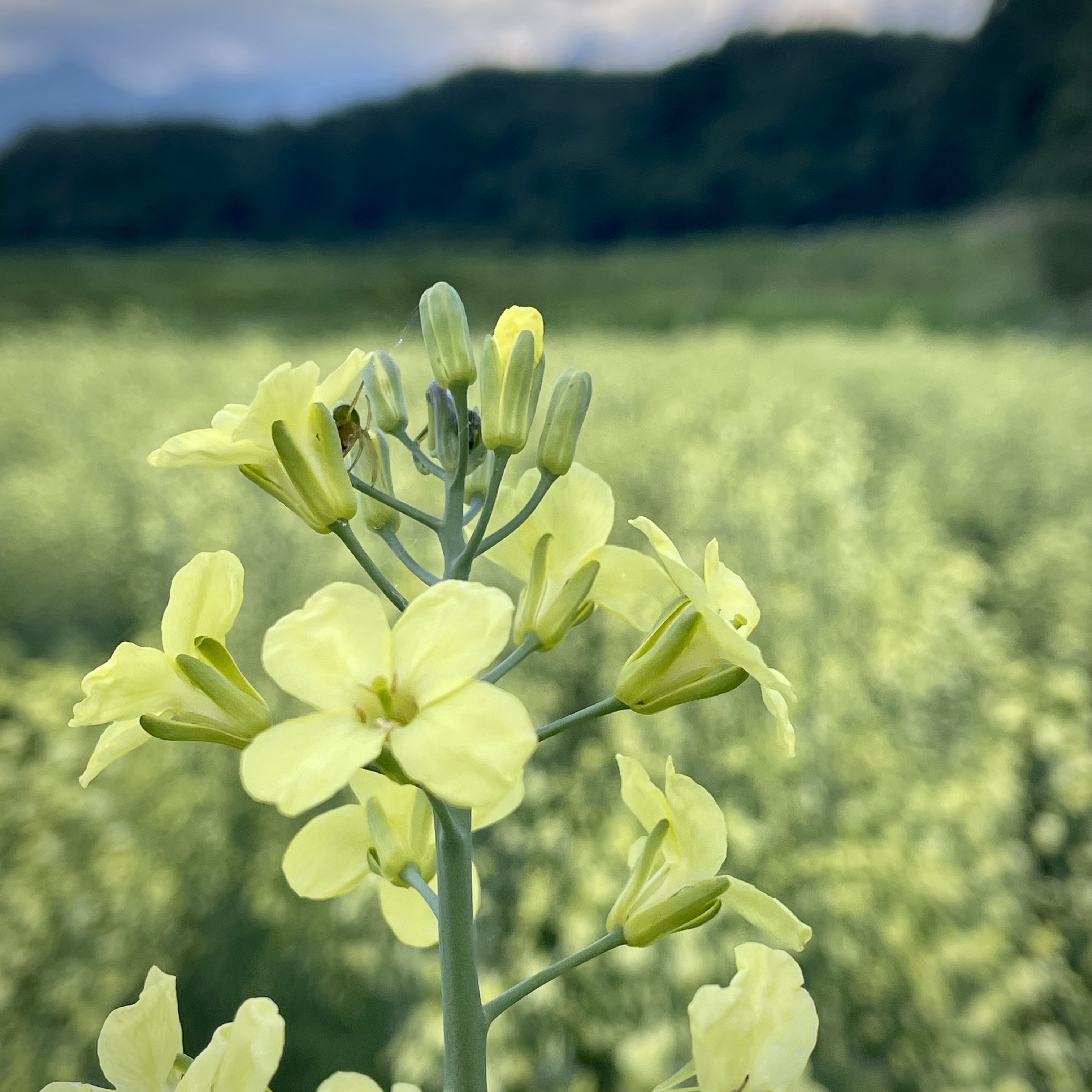 ブロッコリーのお花畑