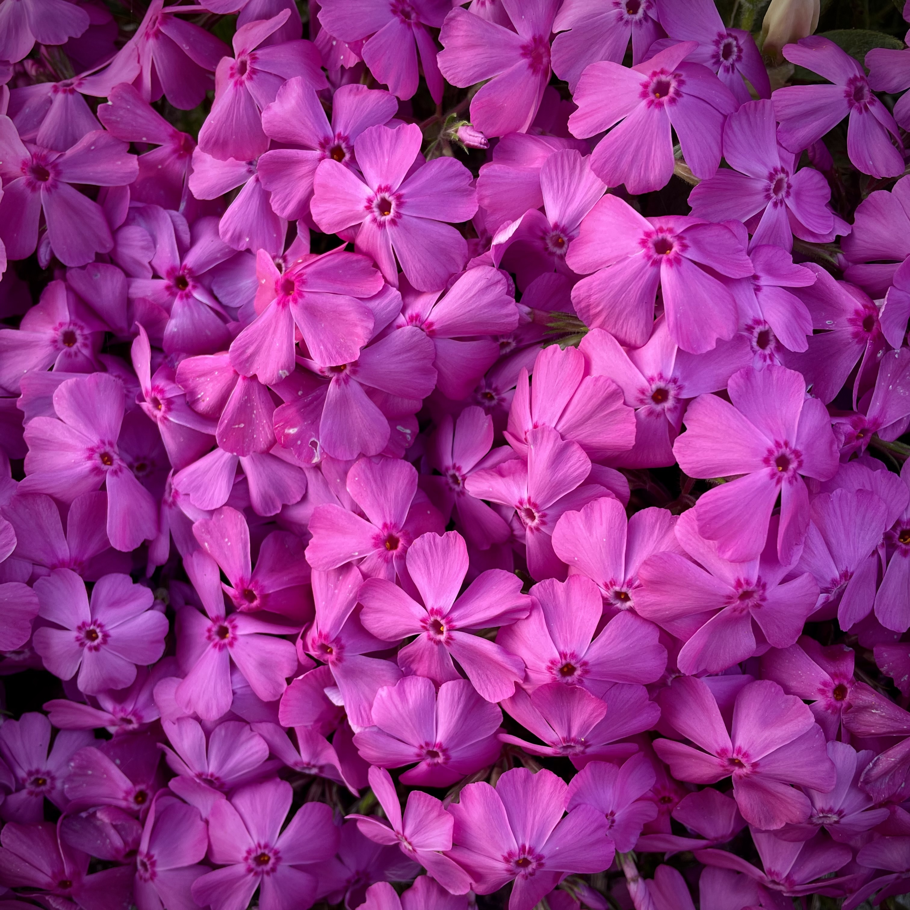 花に溢れた槻木