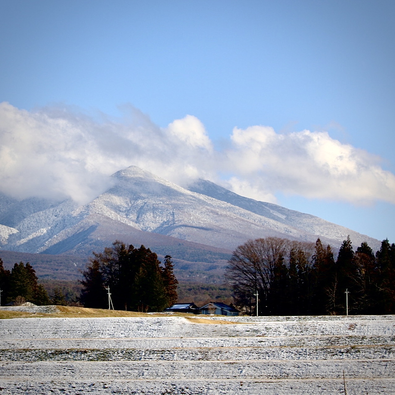 雪の合間に