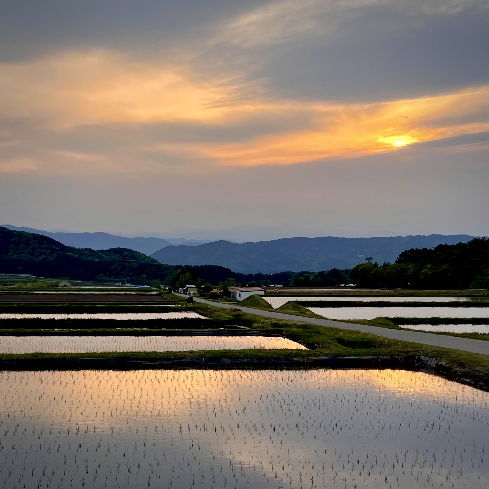 日没と田植え