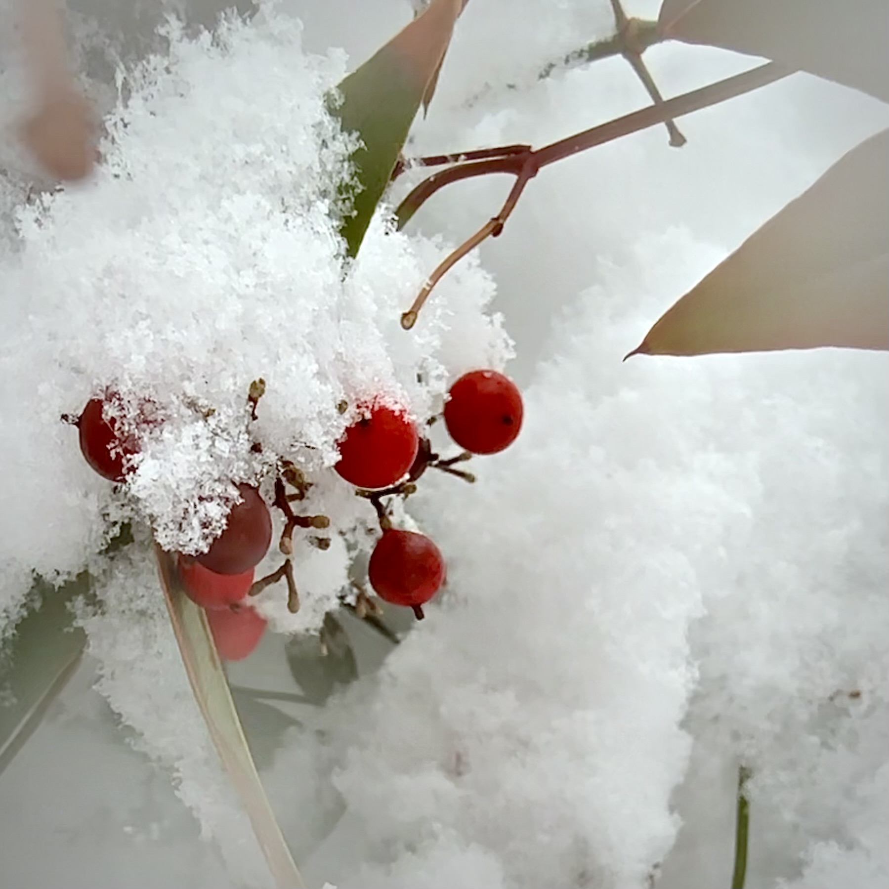 春の雪