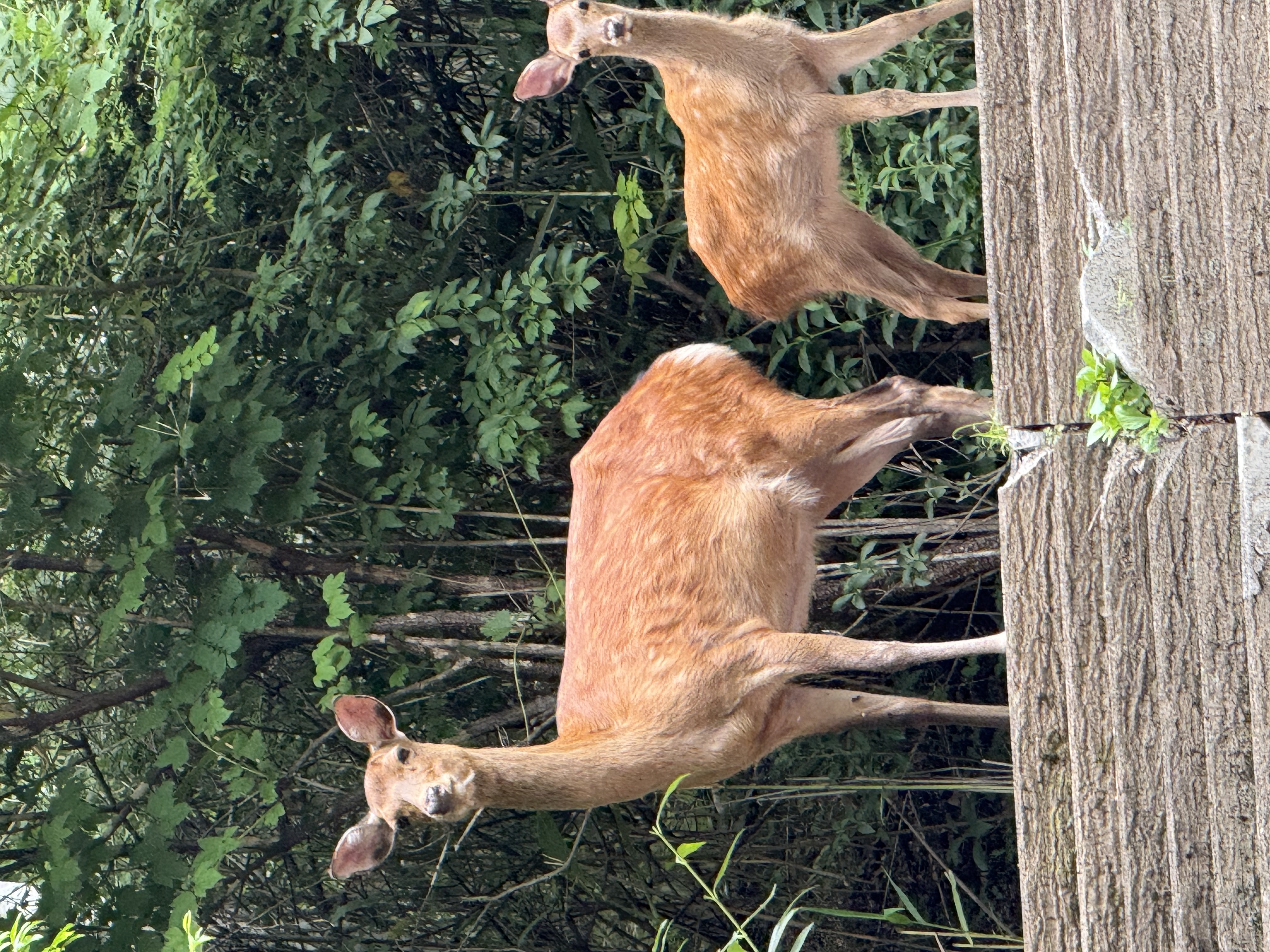 野生動物と