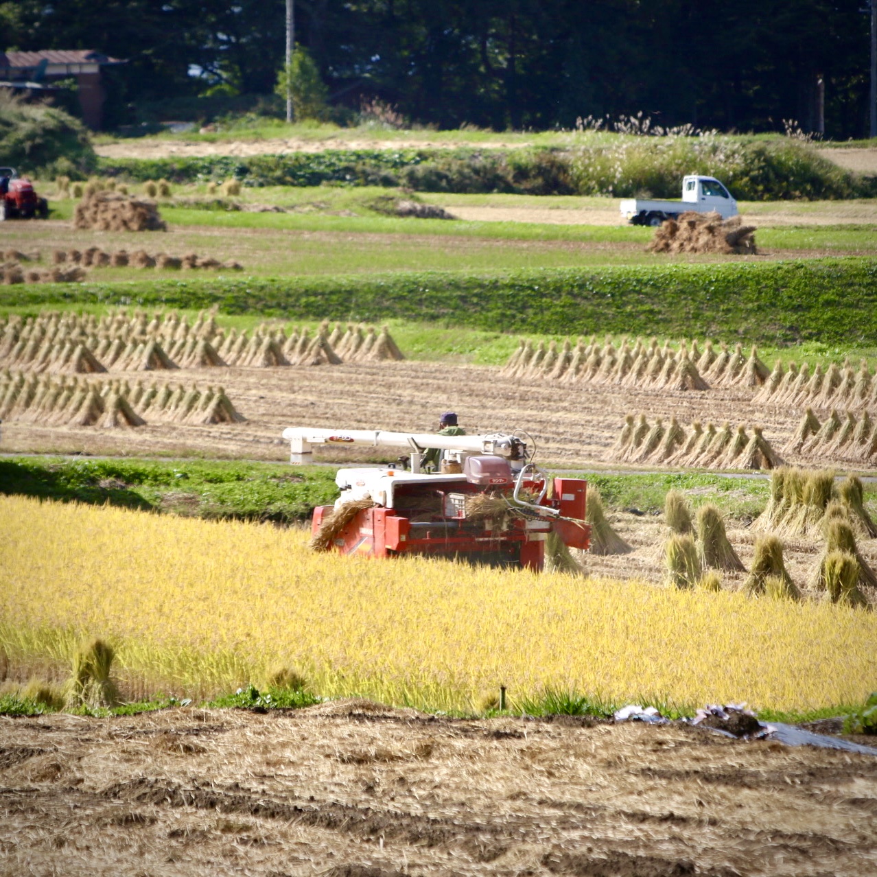 稲刈り進んでいます🌾