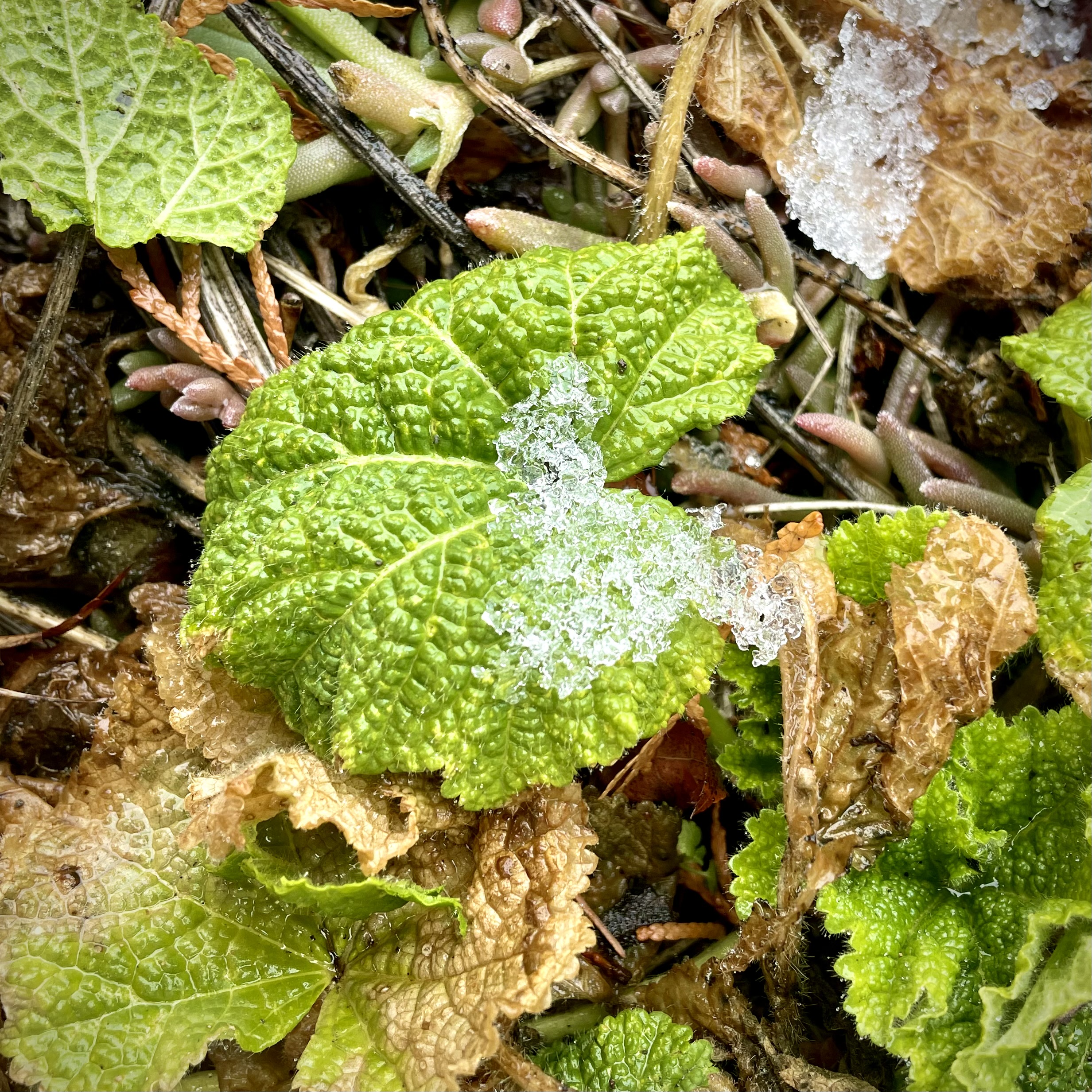 綺麗にみえる雪
