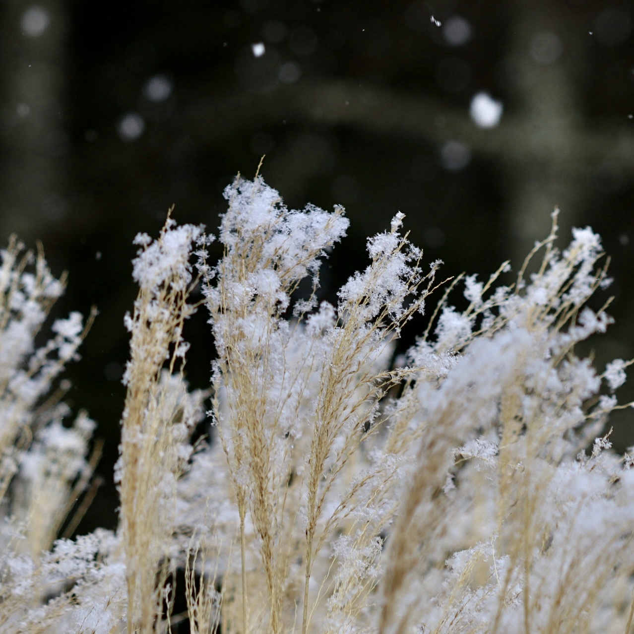 花咲綿雪
