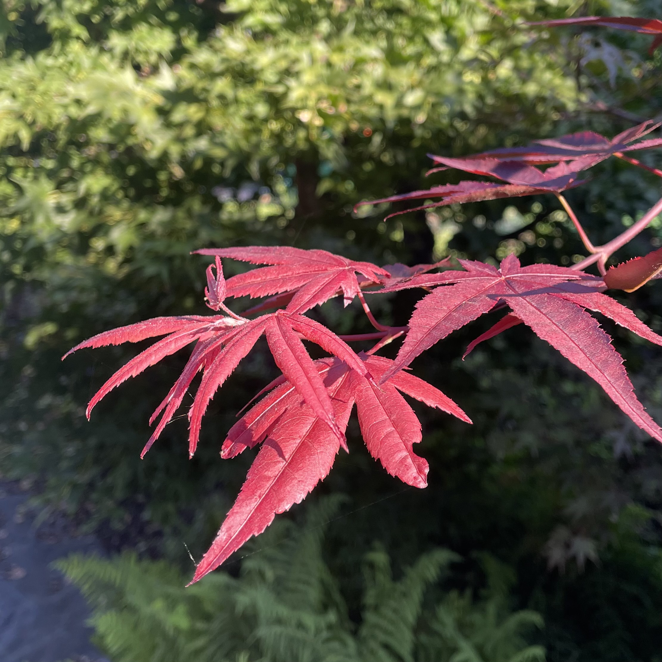 紅葉のきざし