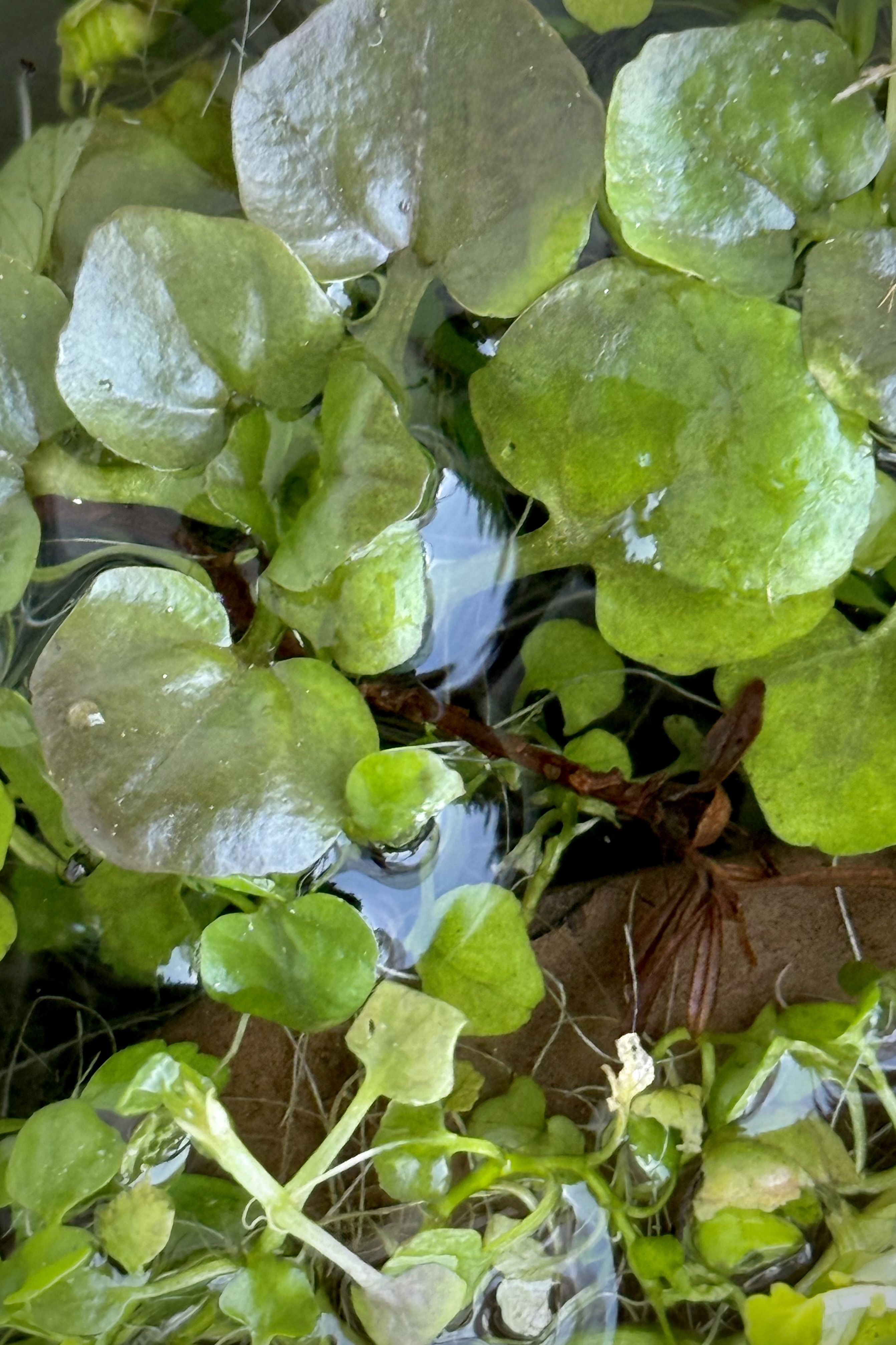 旬の訪れはもうすこし