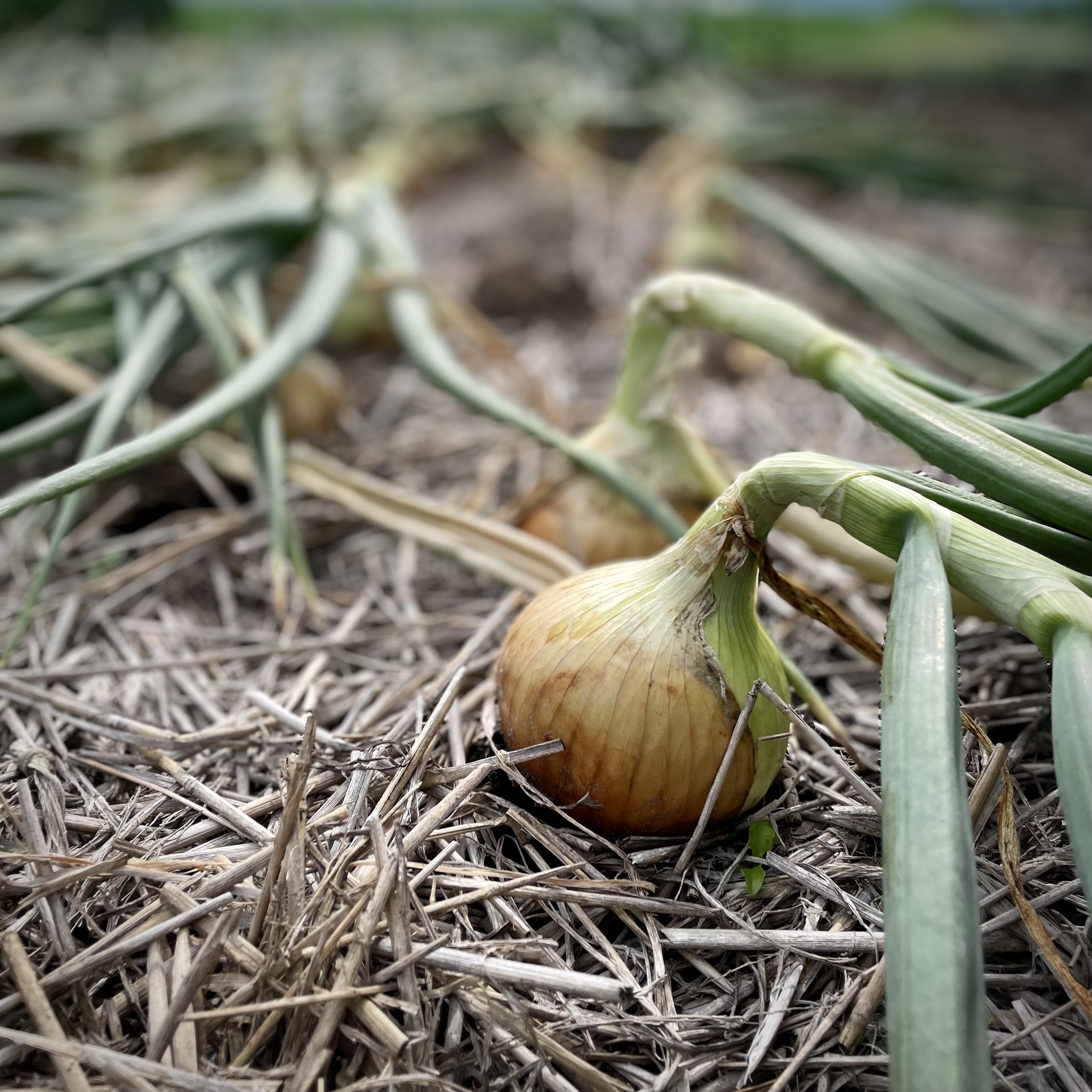 野菜があふれる7月