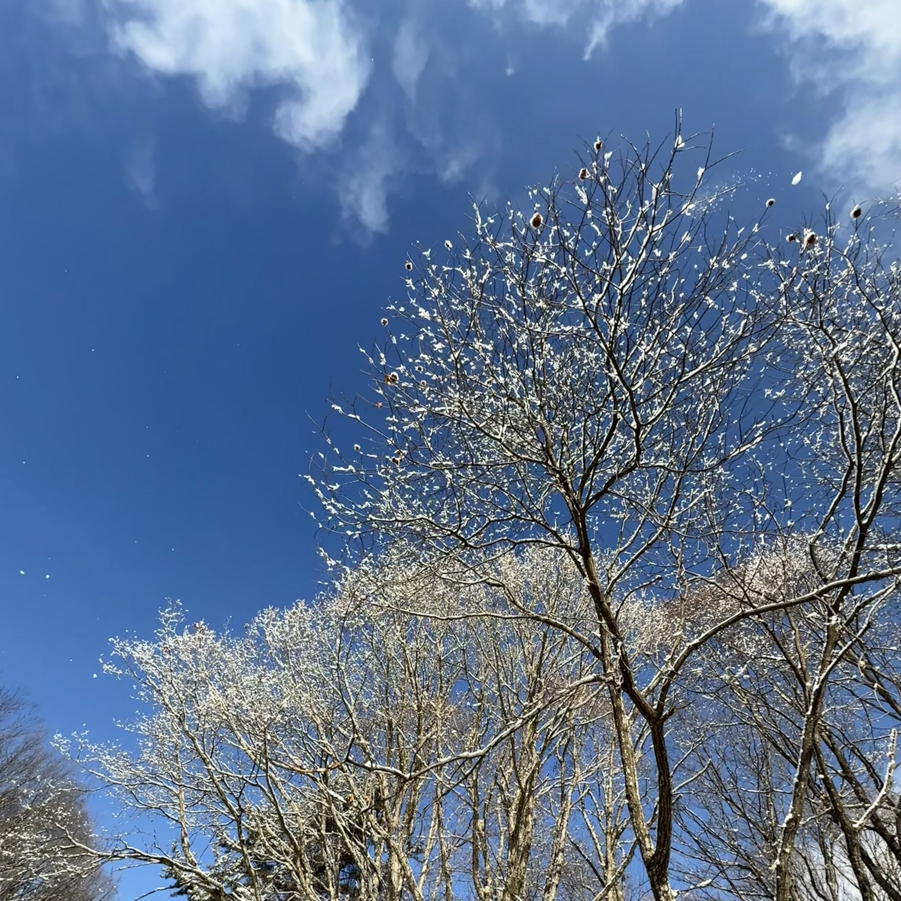 満開の桜のような雪