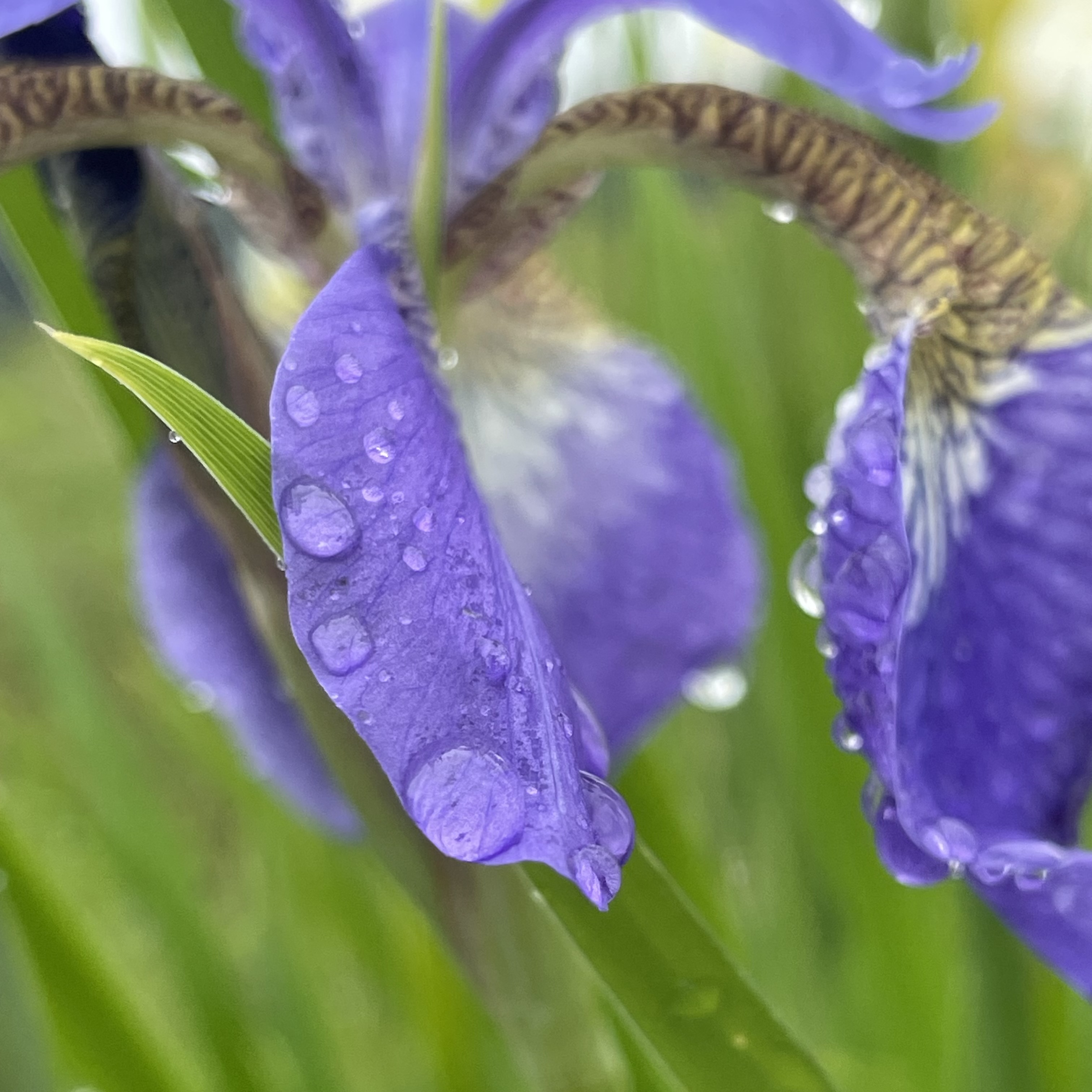 雨に濡れて咲く菖蒲