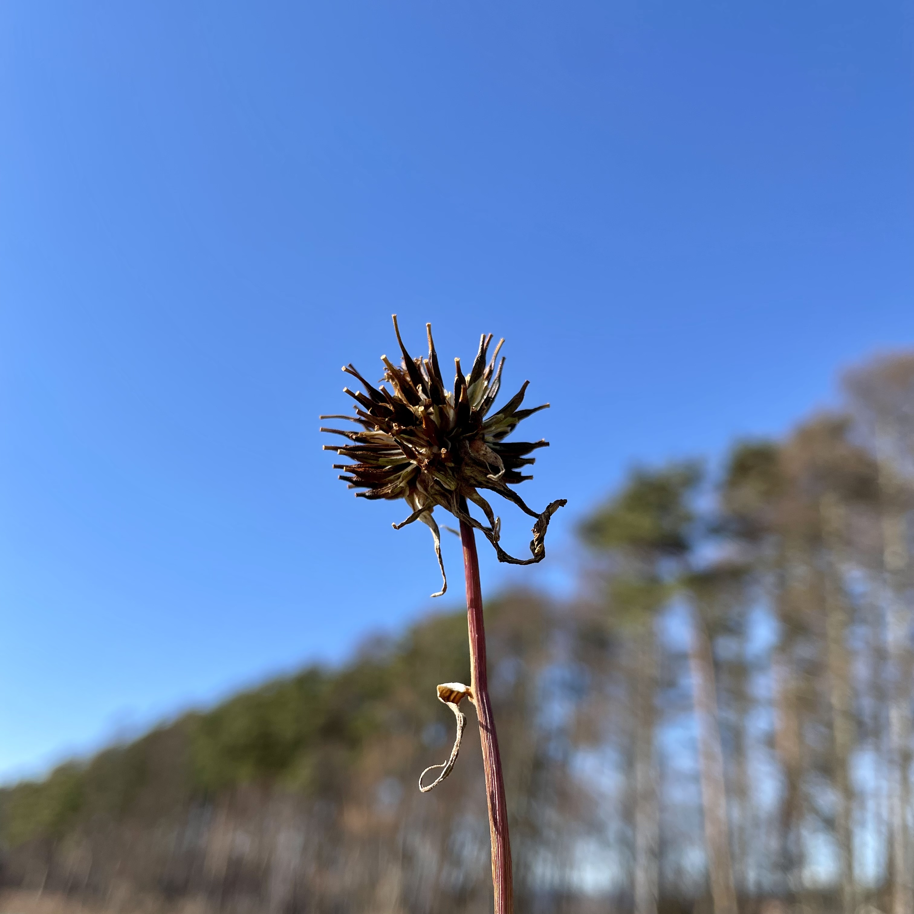 コスモス畑で種とり