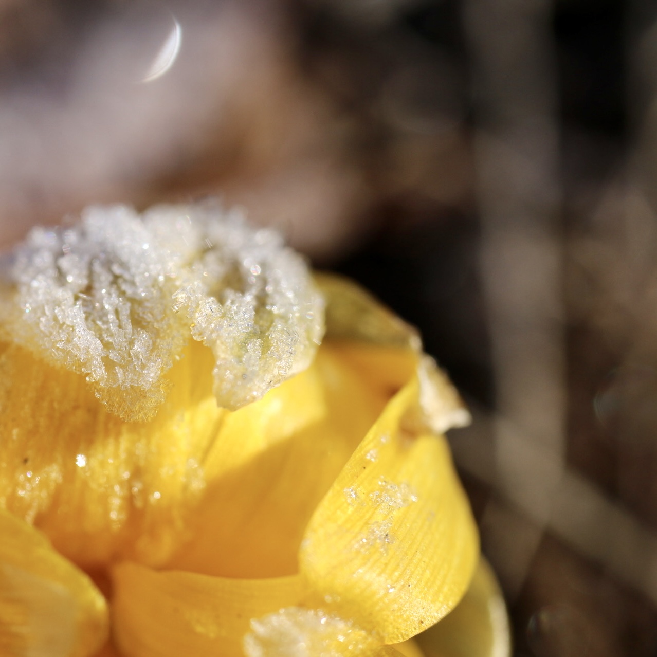 雪を纏う福寿草
