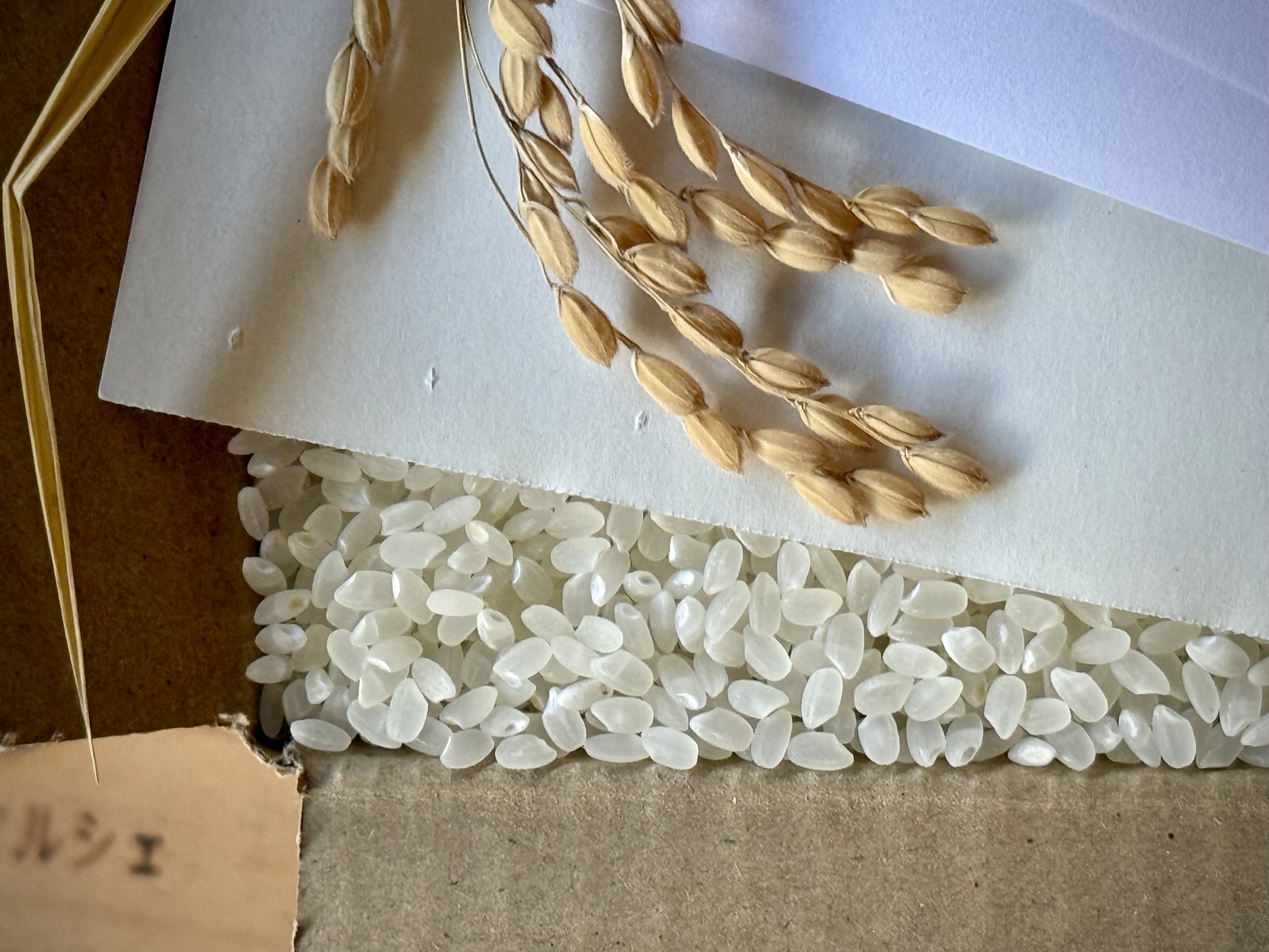 エシカルもお裾分け