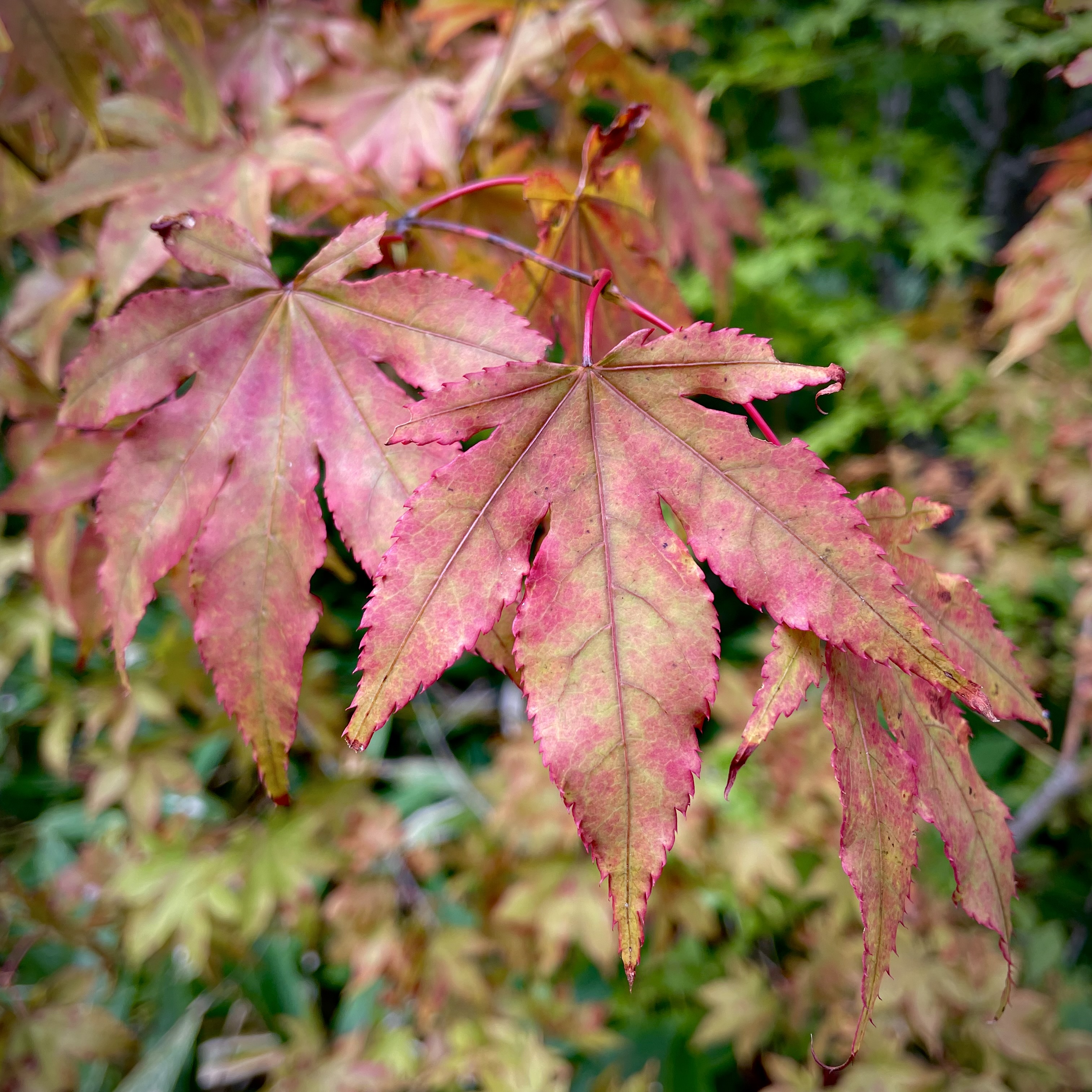 かすかな紅葉