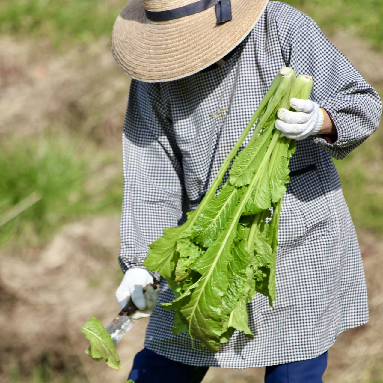 野沢菜の季節