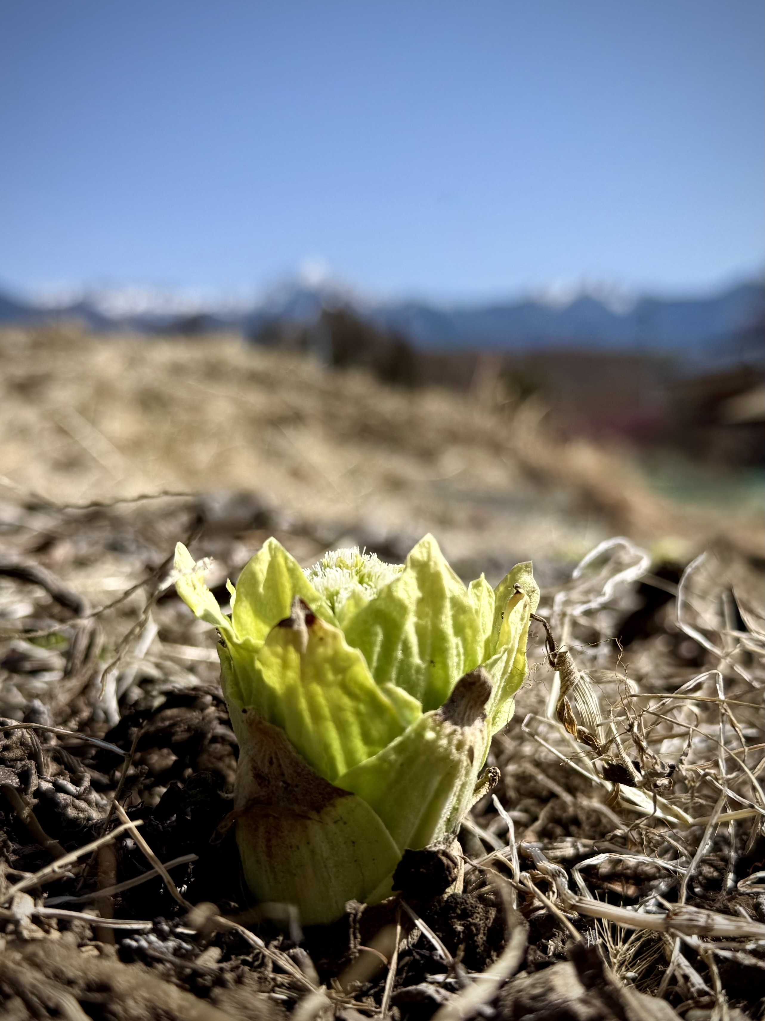 早くも蕗のとうが