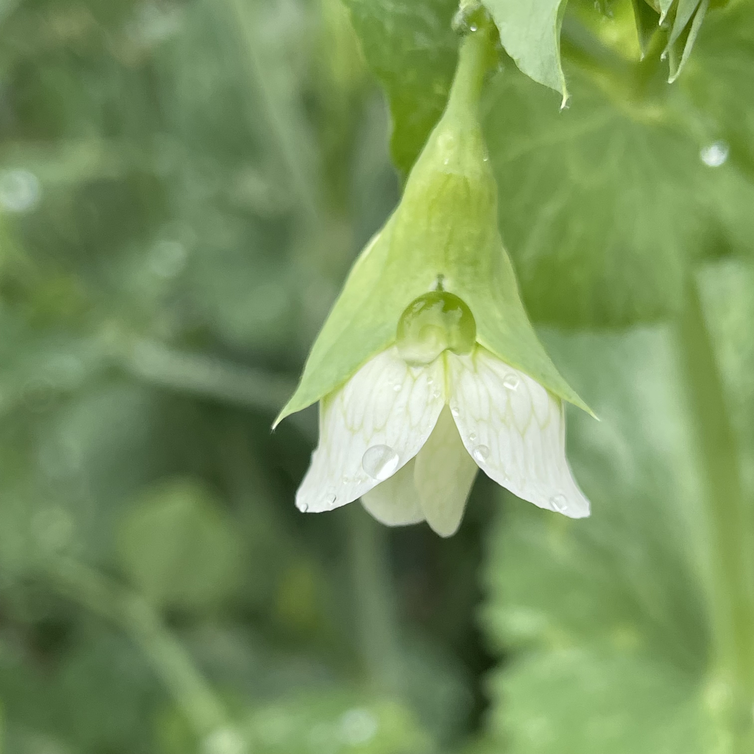 野菜の季節