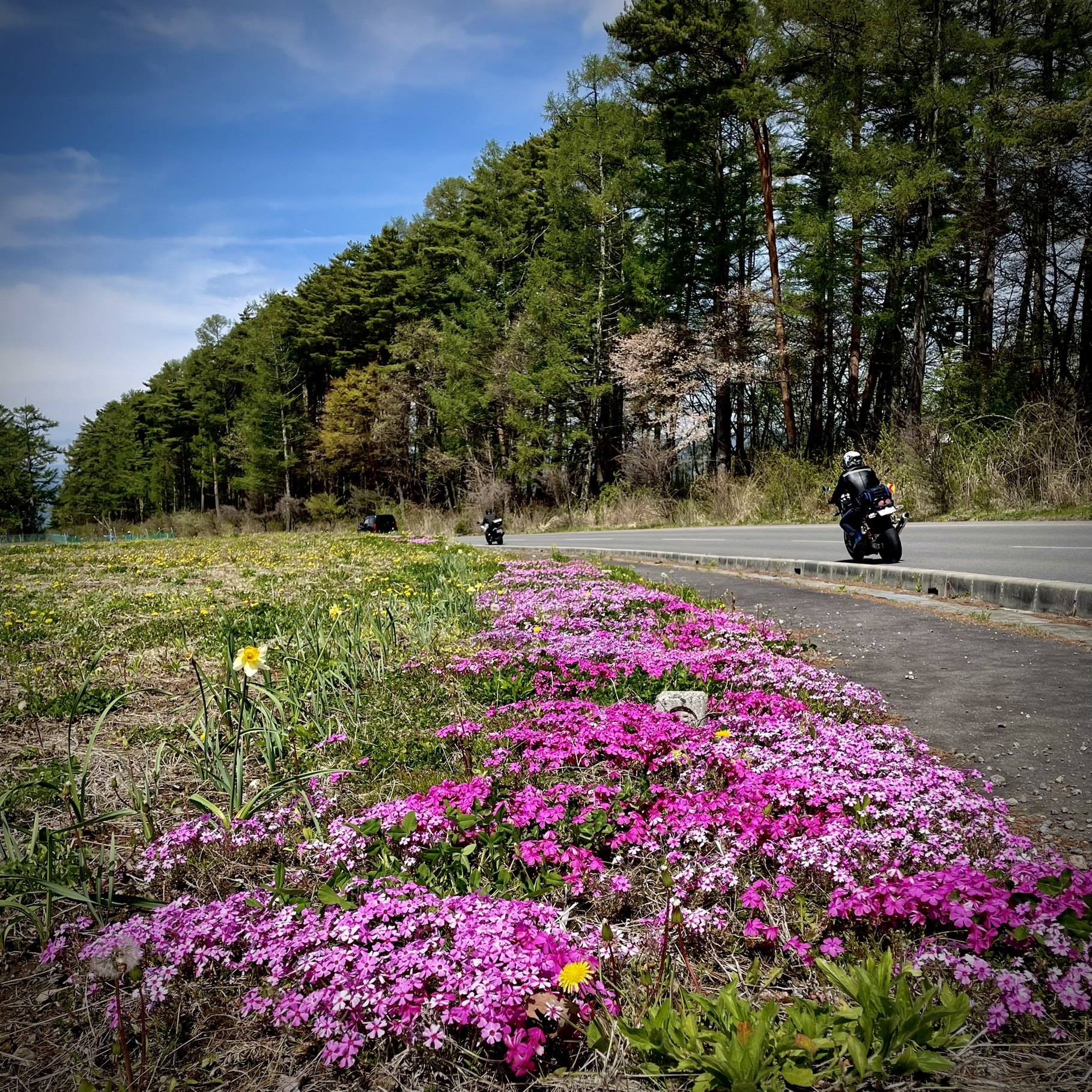 エコーラインのお花畑