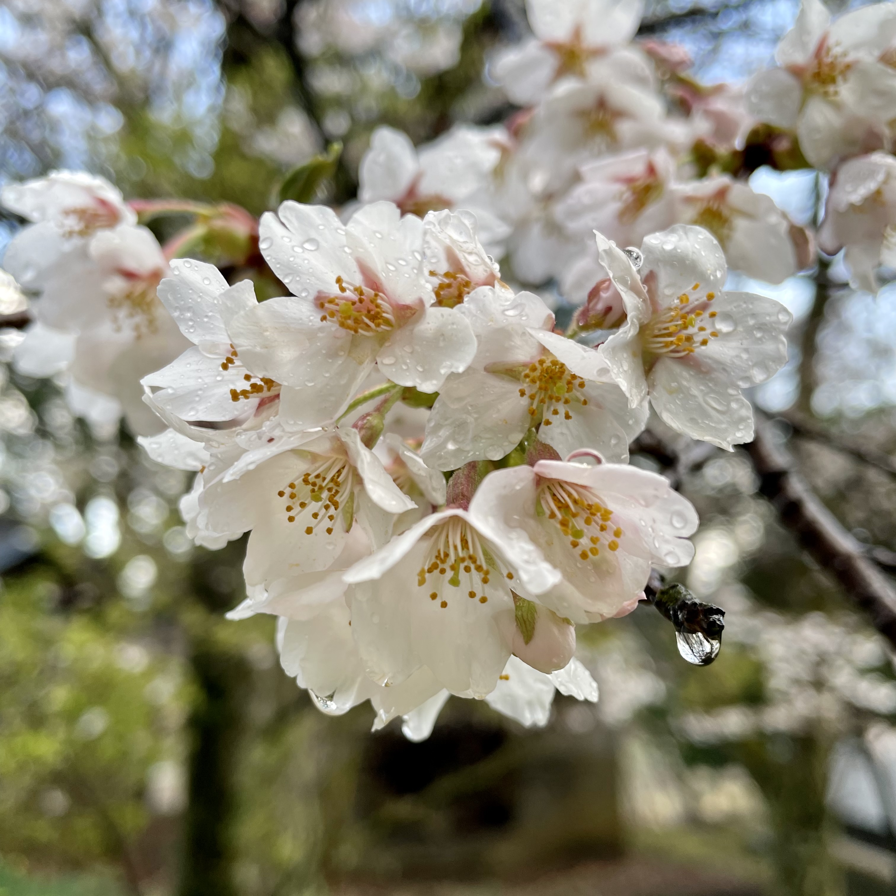 桜開花！