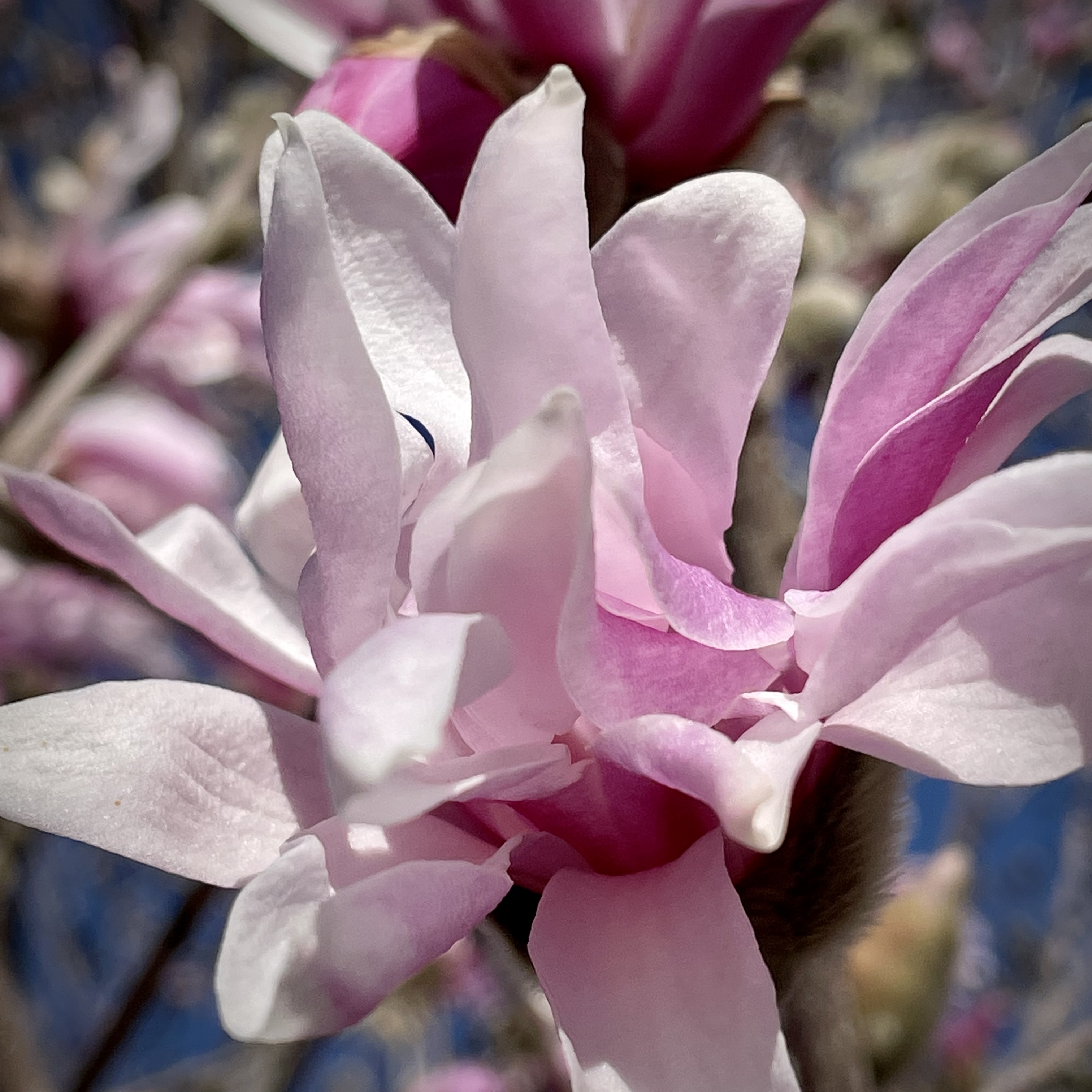 コブシの花が咲きました