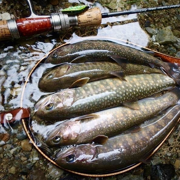 初登場の岩魚