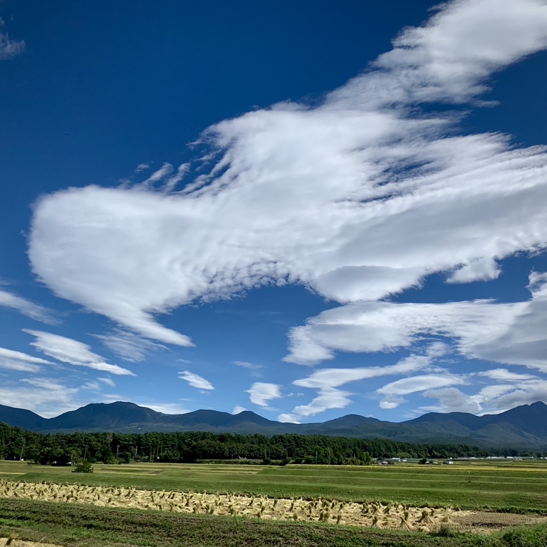 絶景稲刈り
