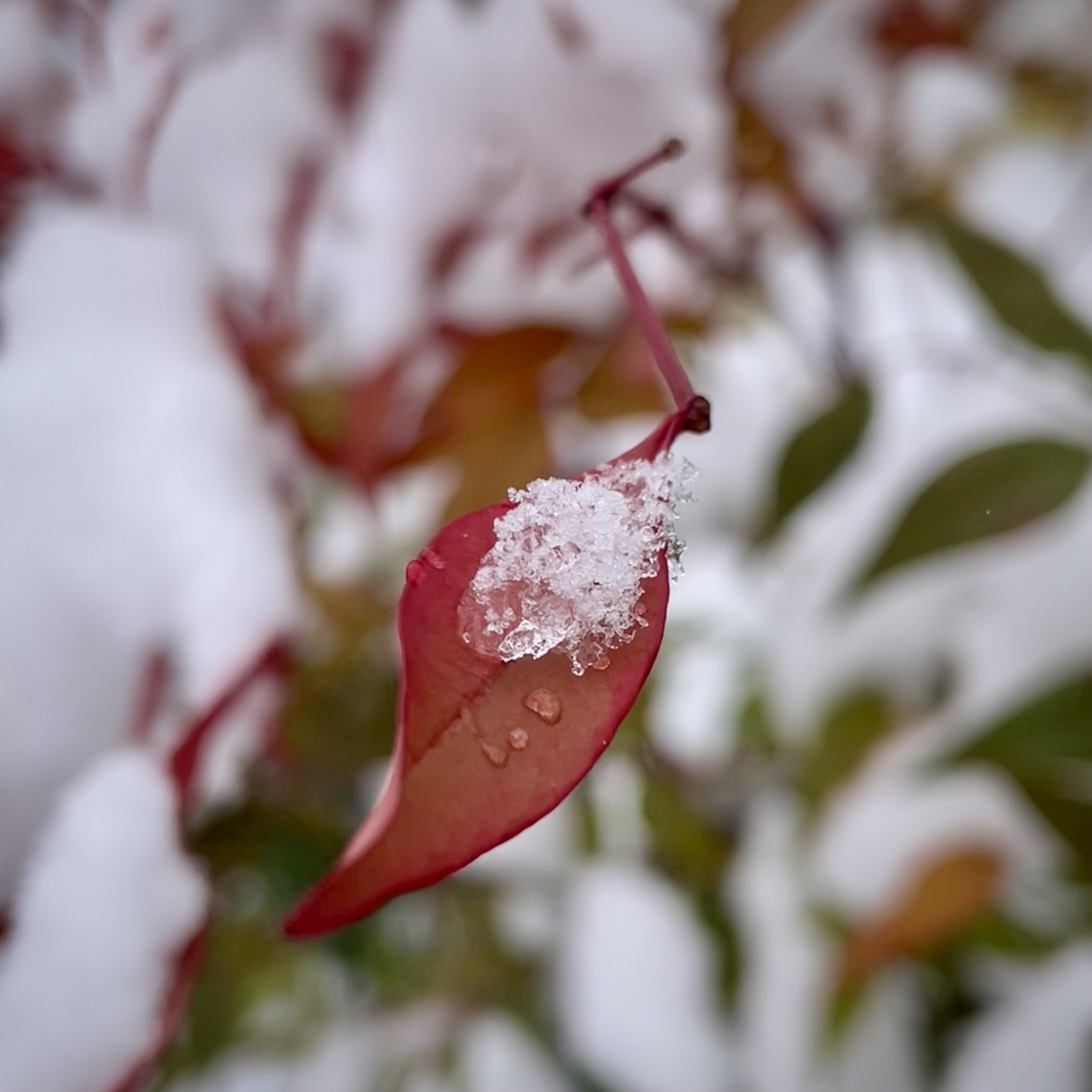 春分の雪