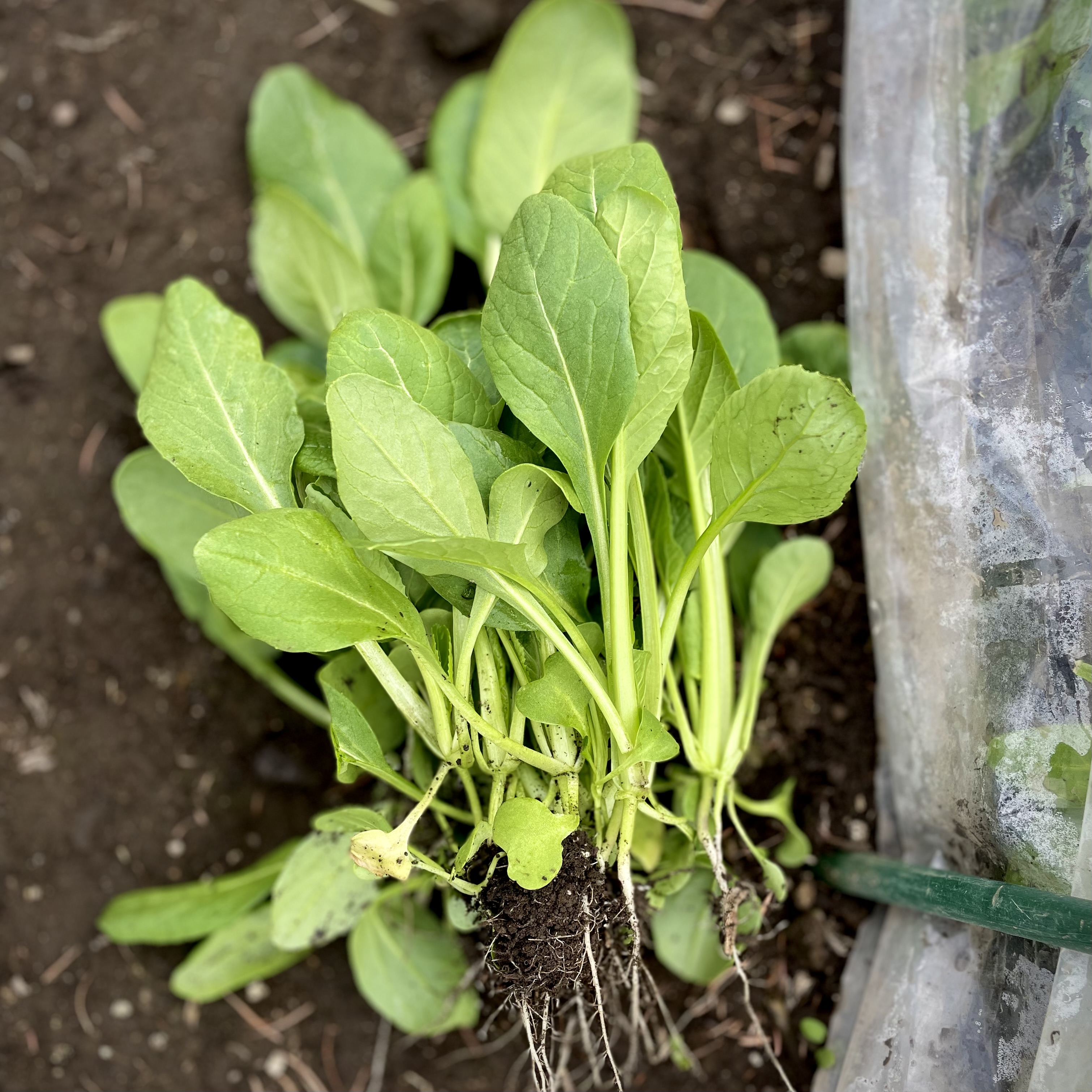 トンネルハウスの野菜