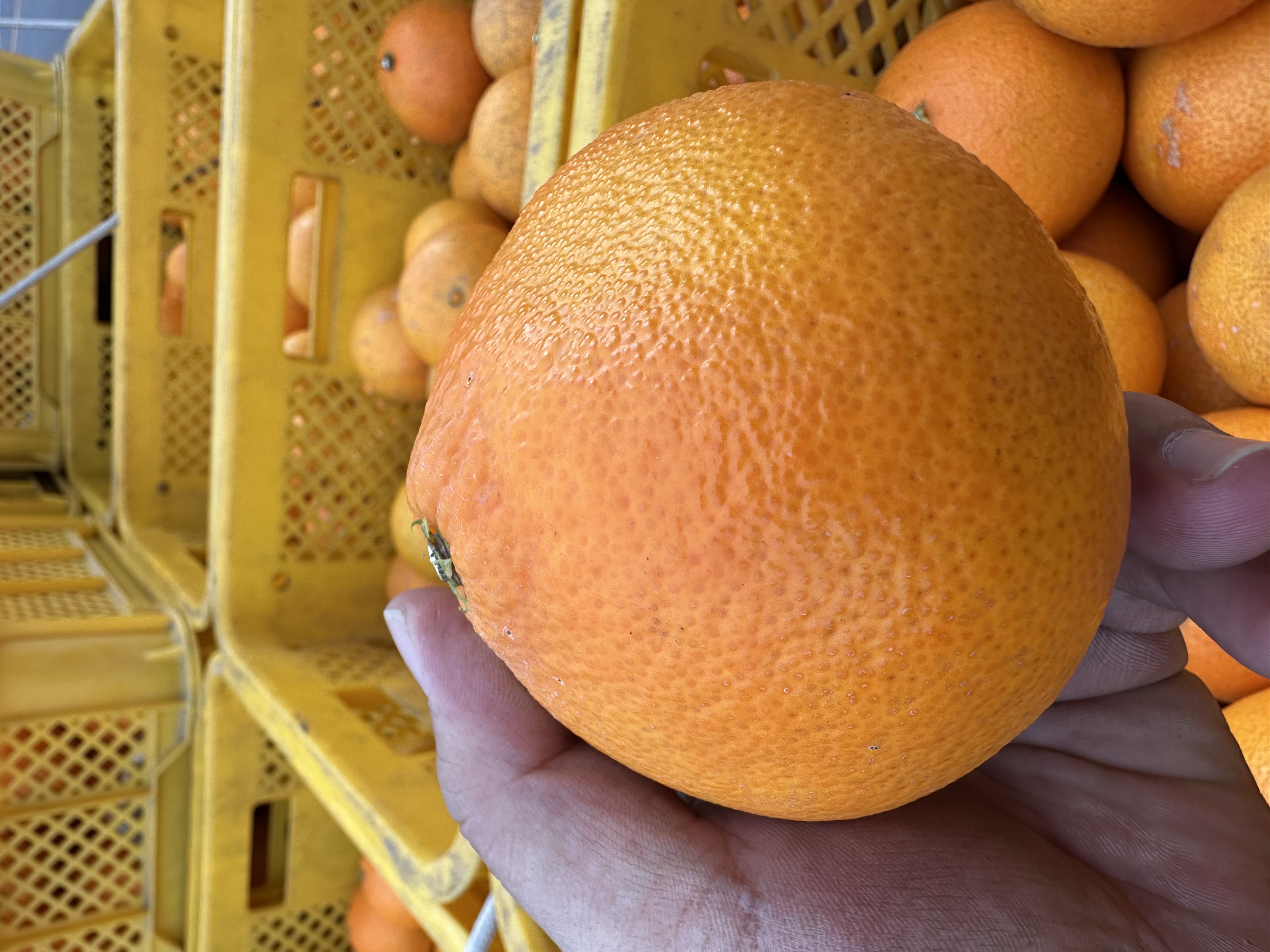 大変お待たせしました！🍊解禁です