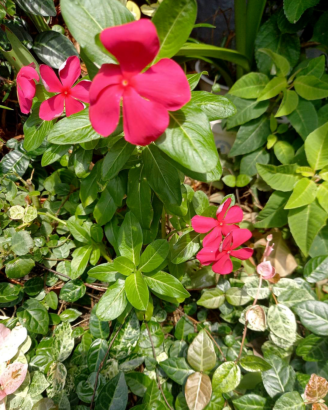 今日のお花