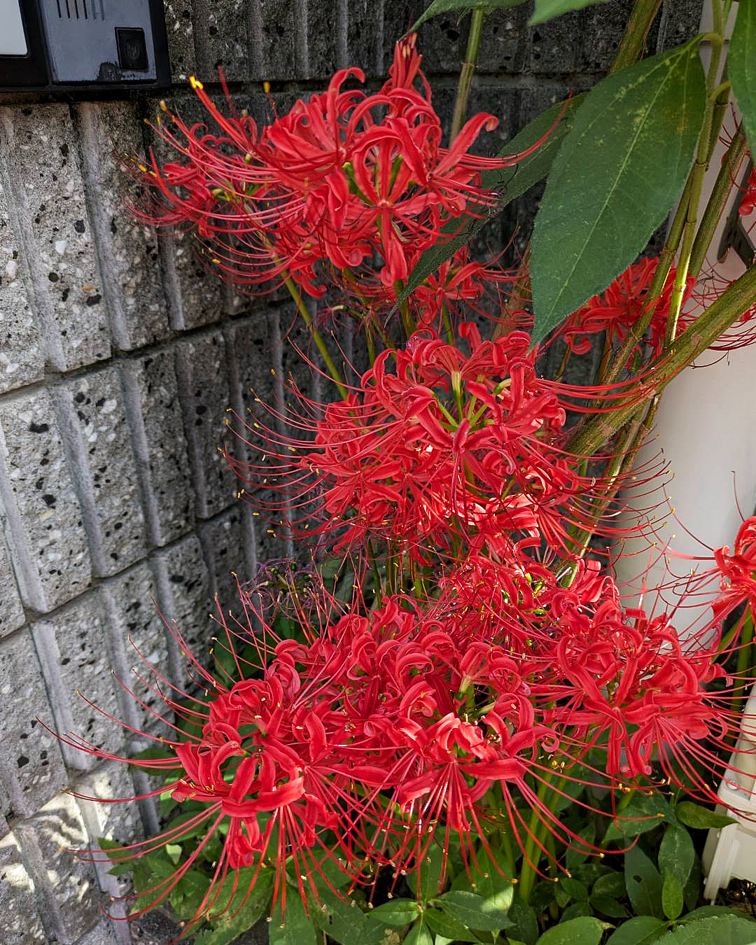 ヒガンバナが満開